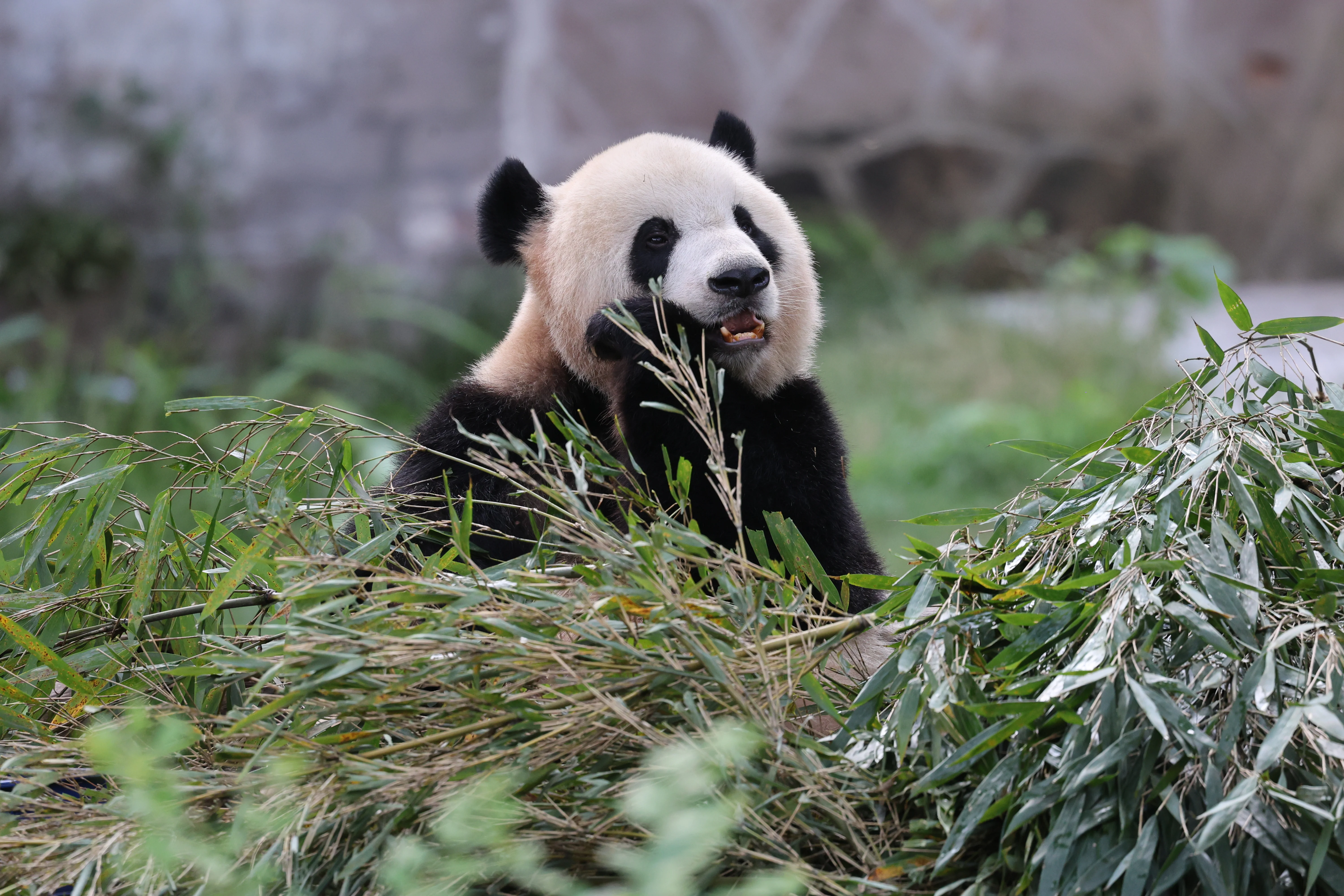 Chongqing Zoo