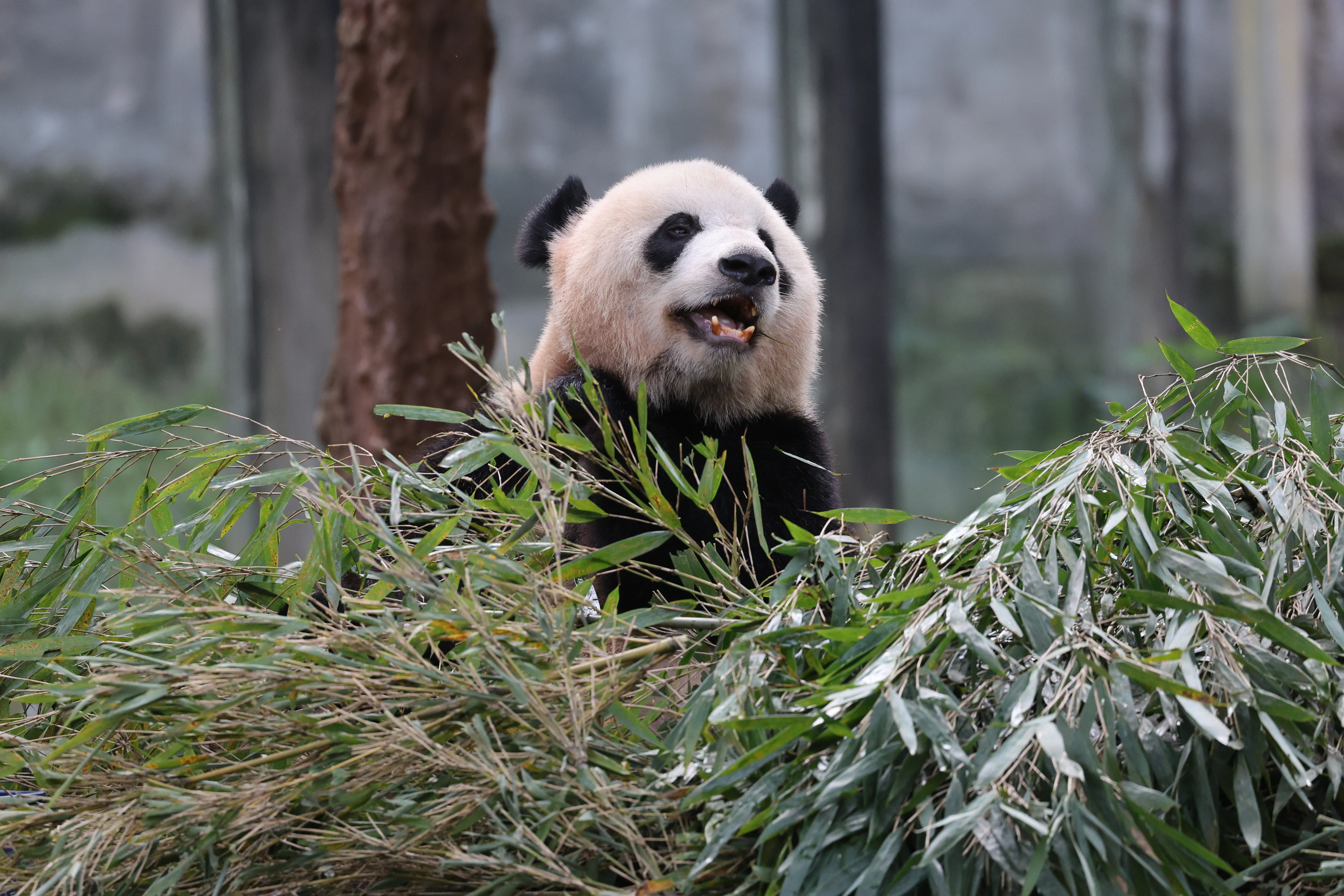 Chongqing Zoo