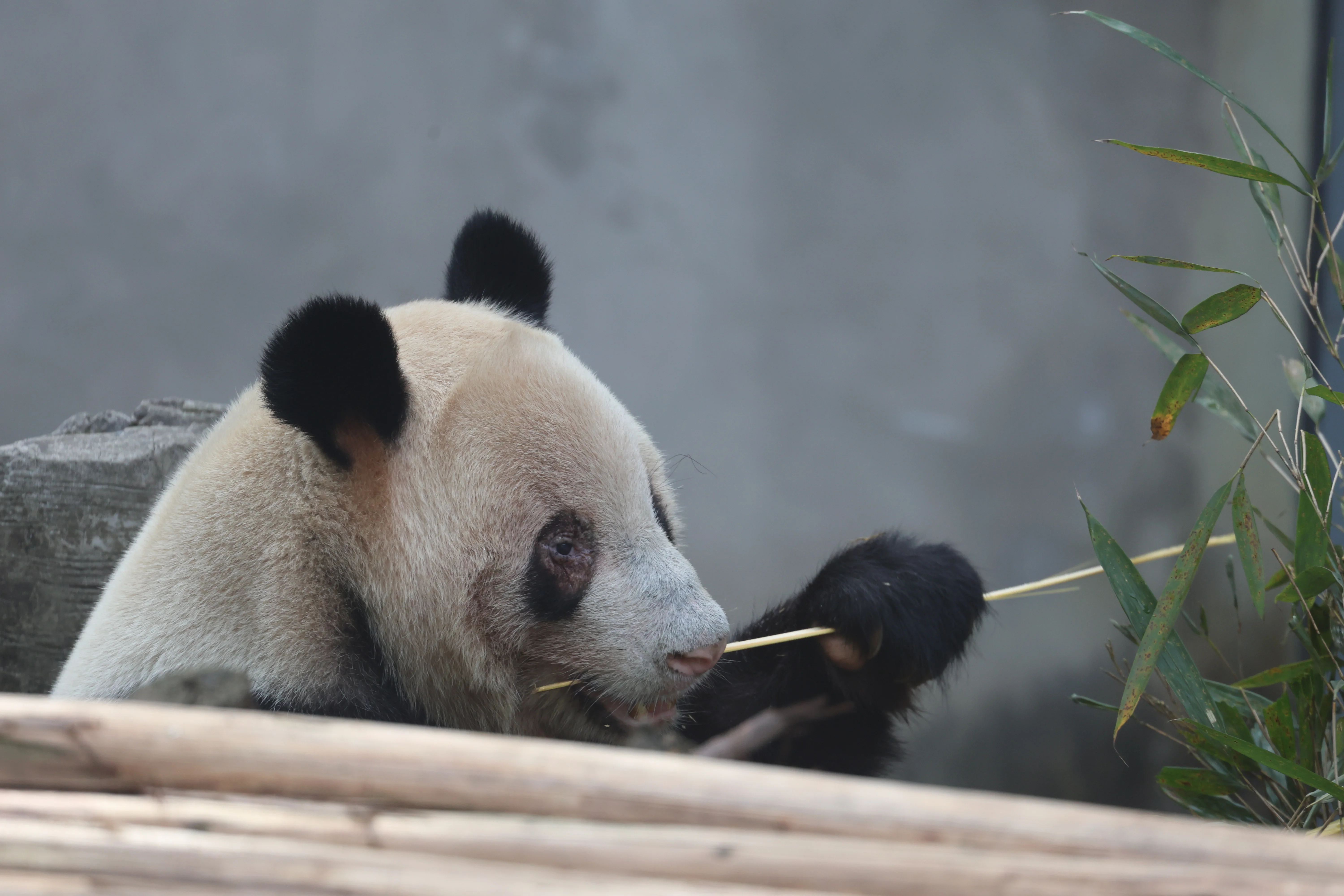 Chongqing Zoo