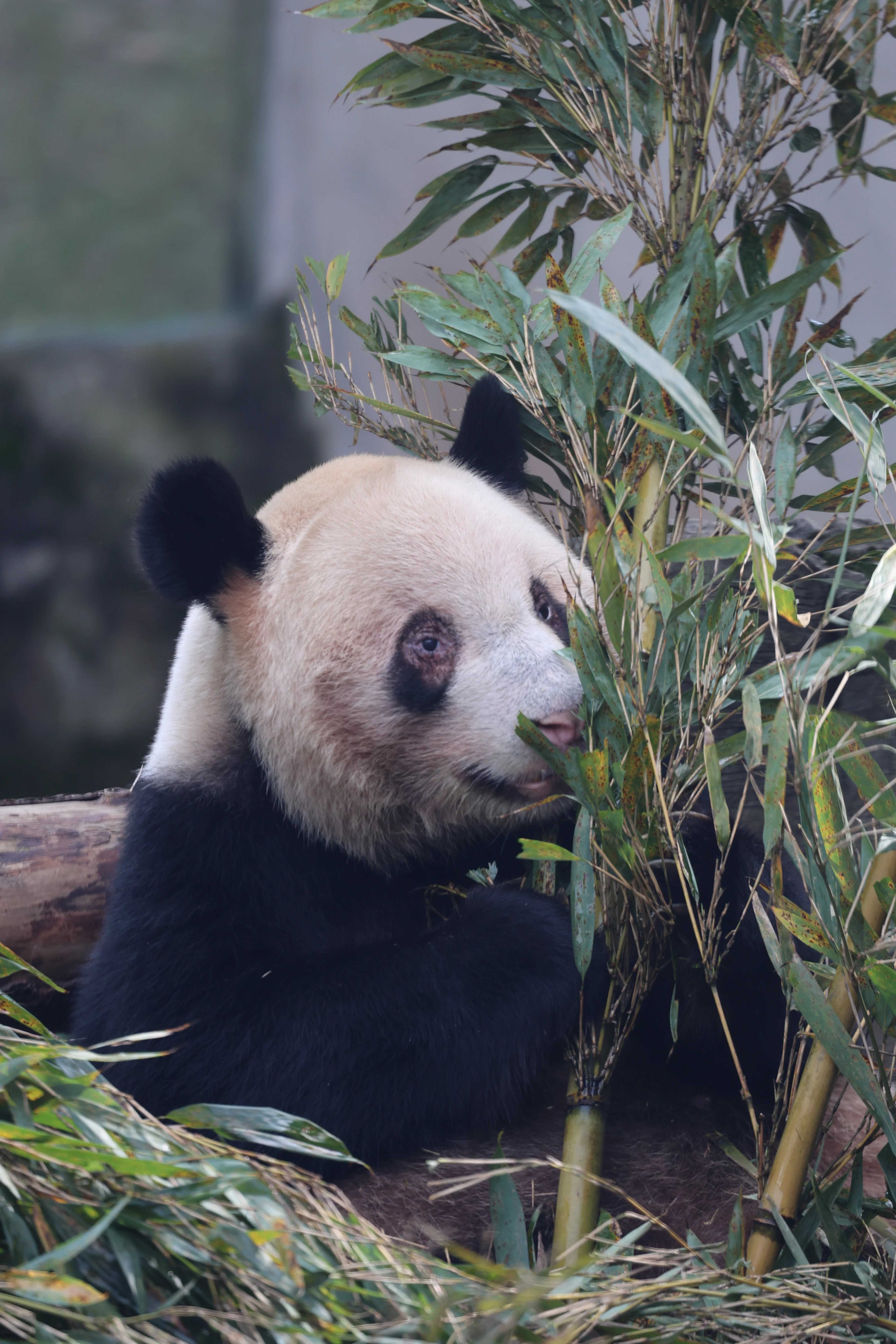 Chongqing Zoo