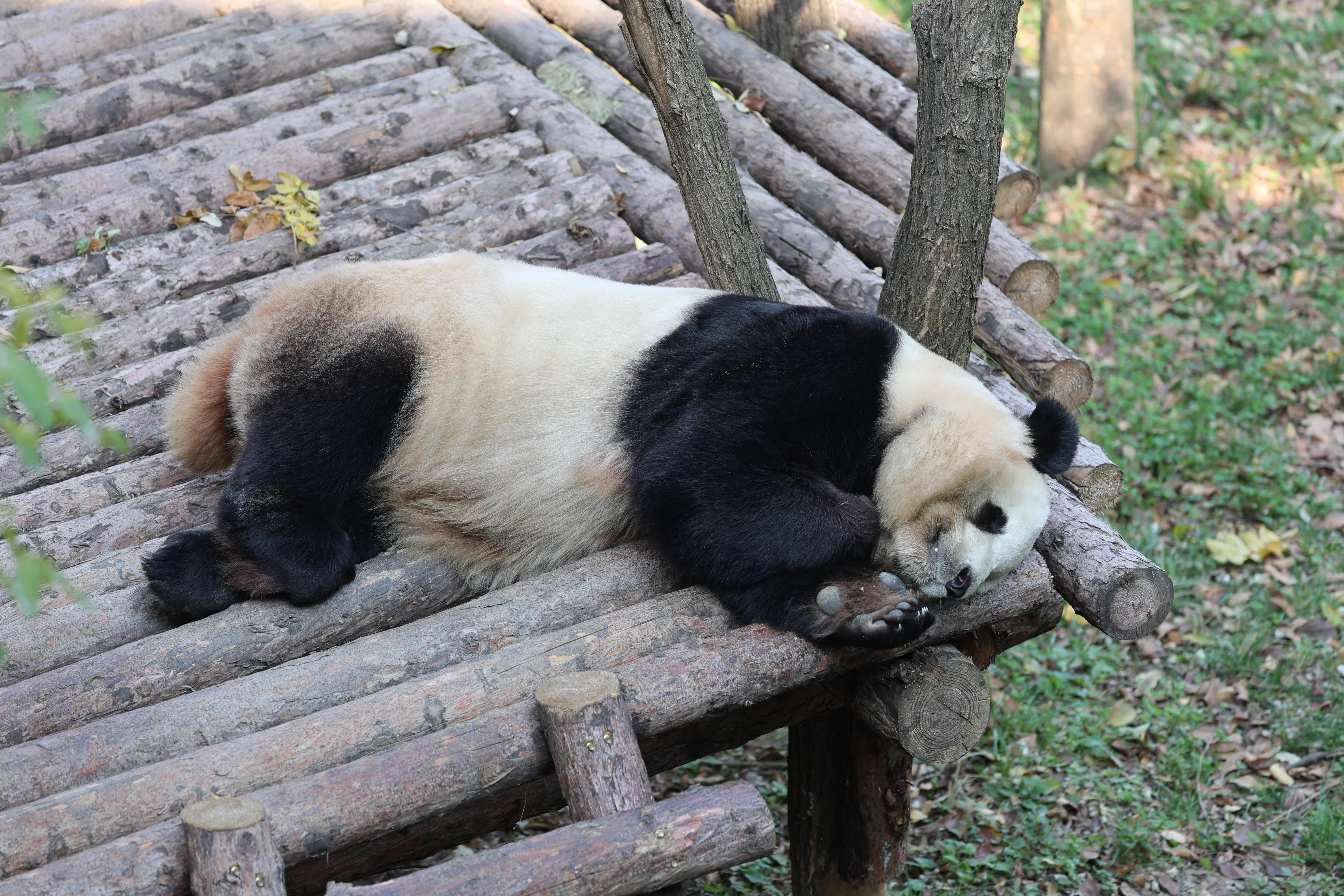 Research Center for the Qinling Giant Panda