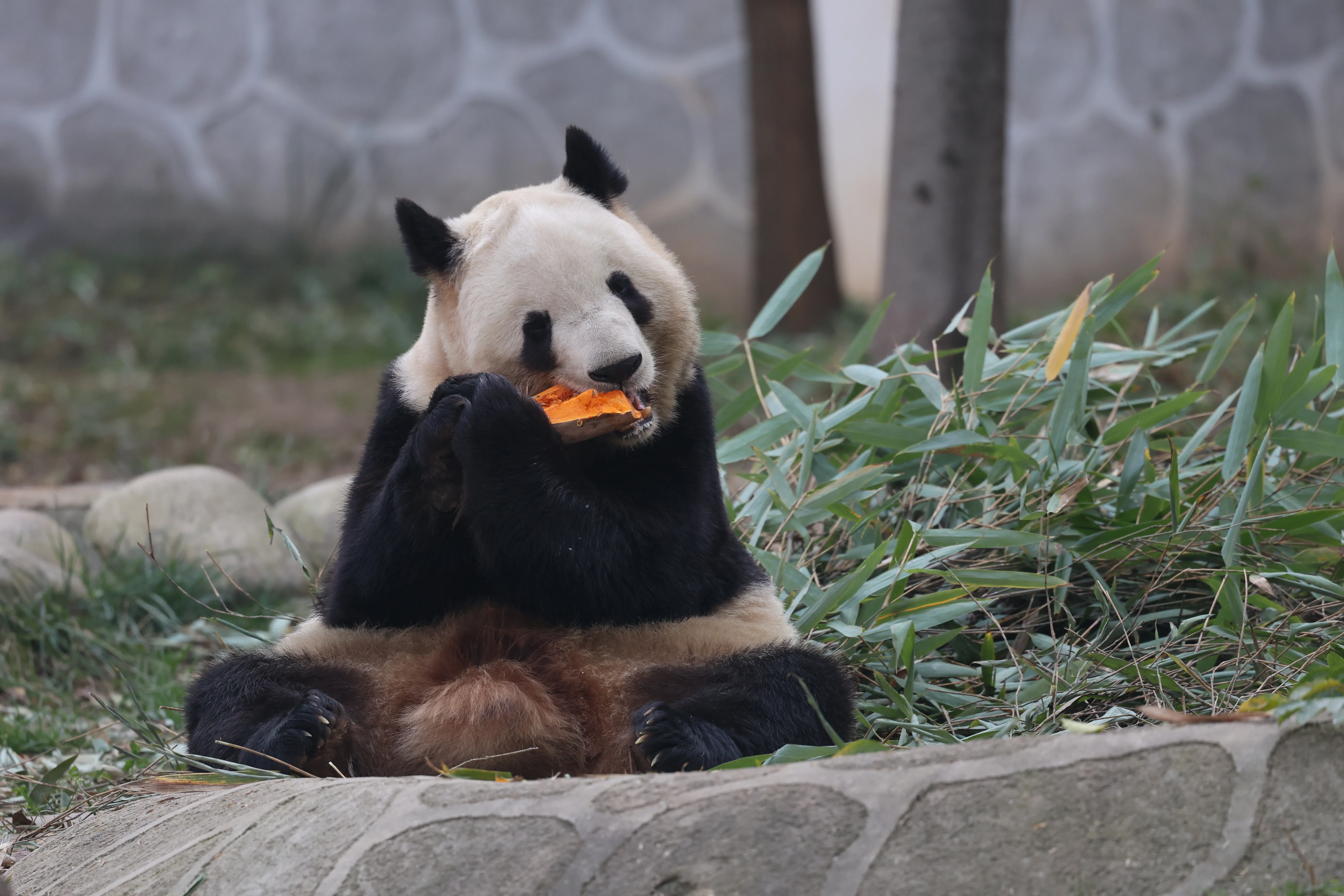 Research Center for the Qinling Giant Panda