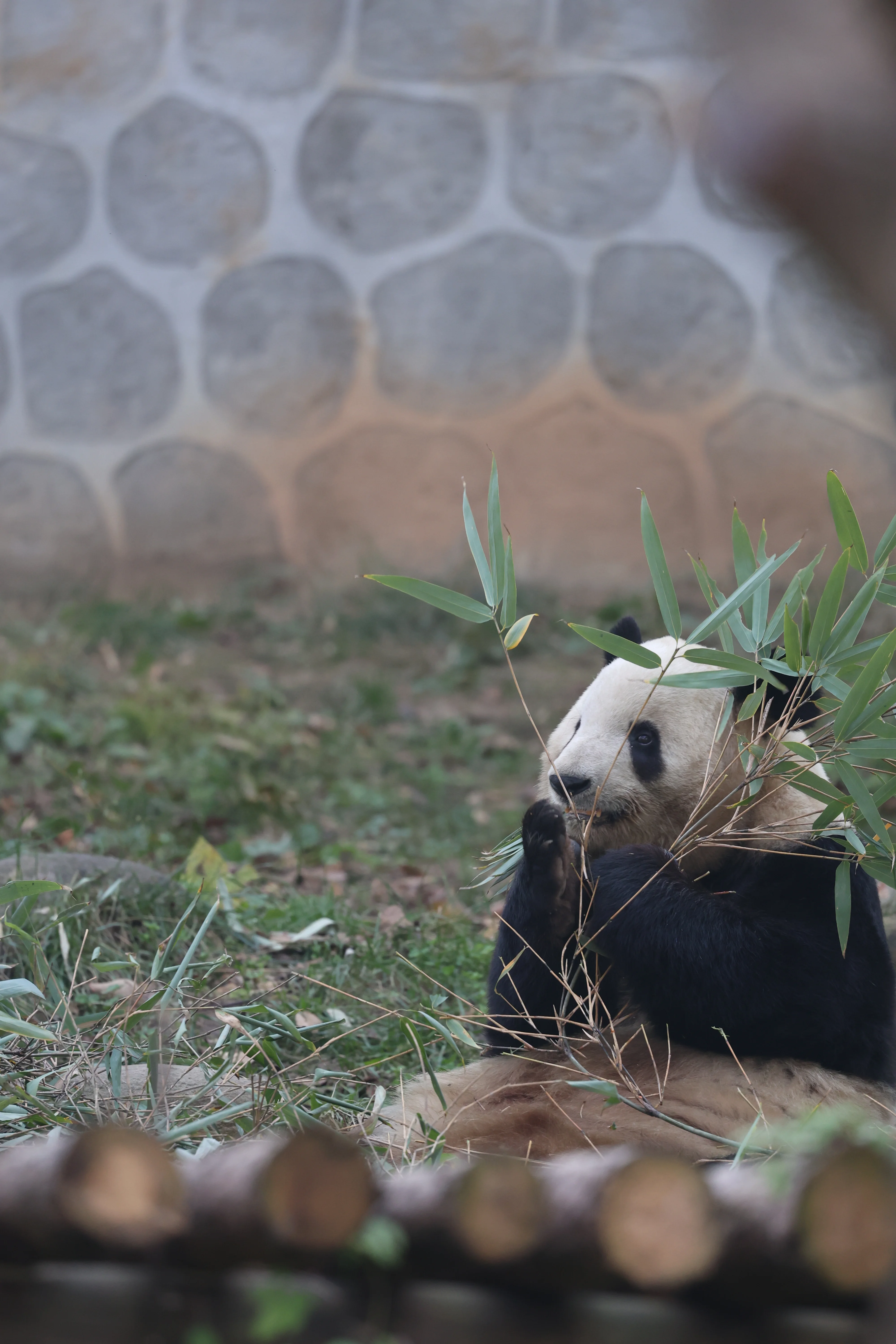 Research Center for the Qinling Giant Panda
