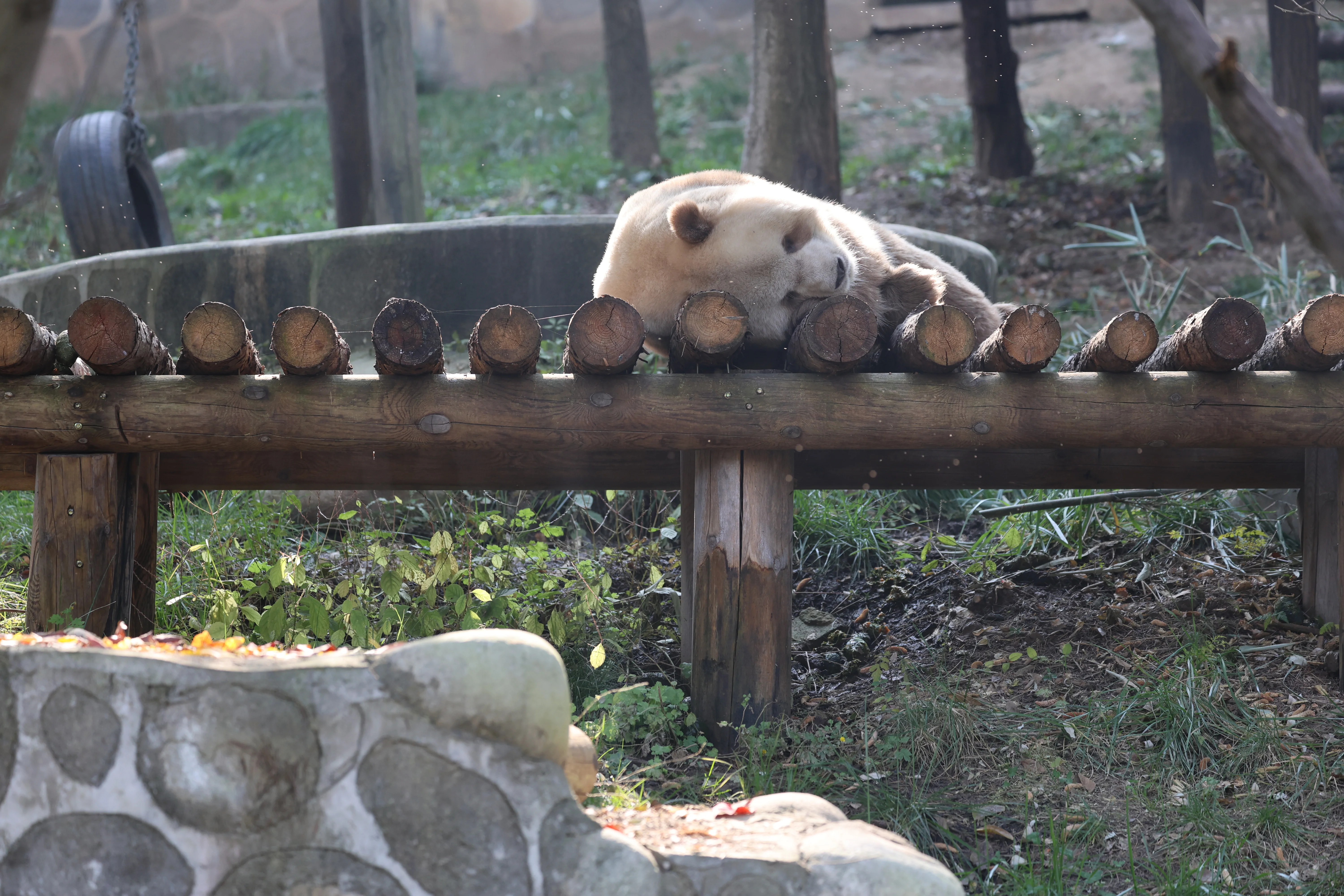 Research Center for the Qinling Giant Panda
