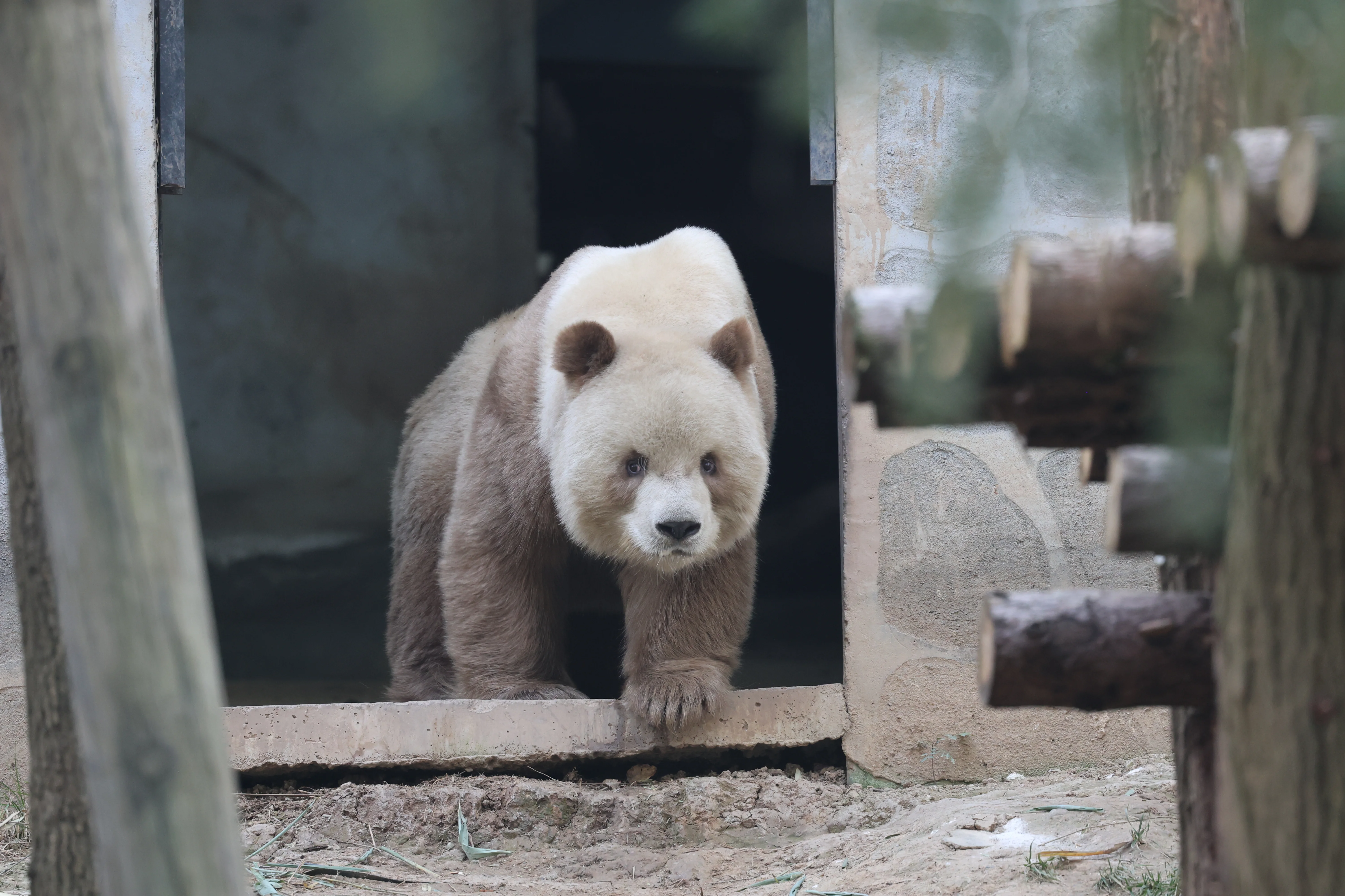 Research Center for the Qinling Giant Panda