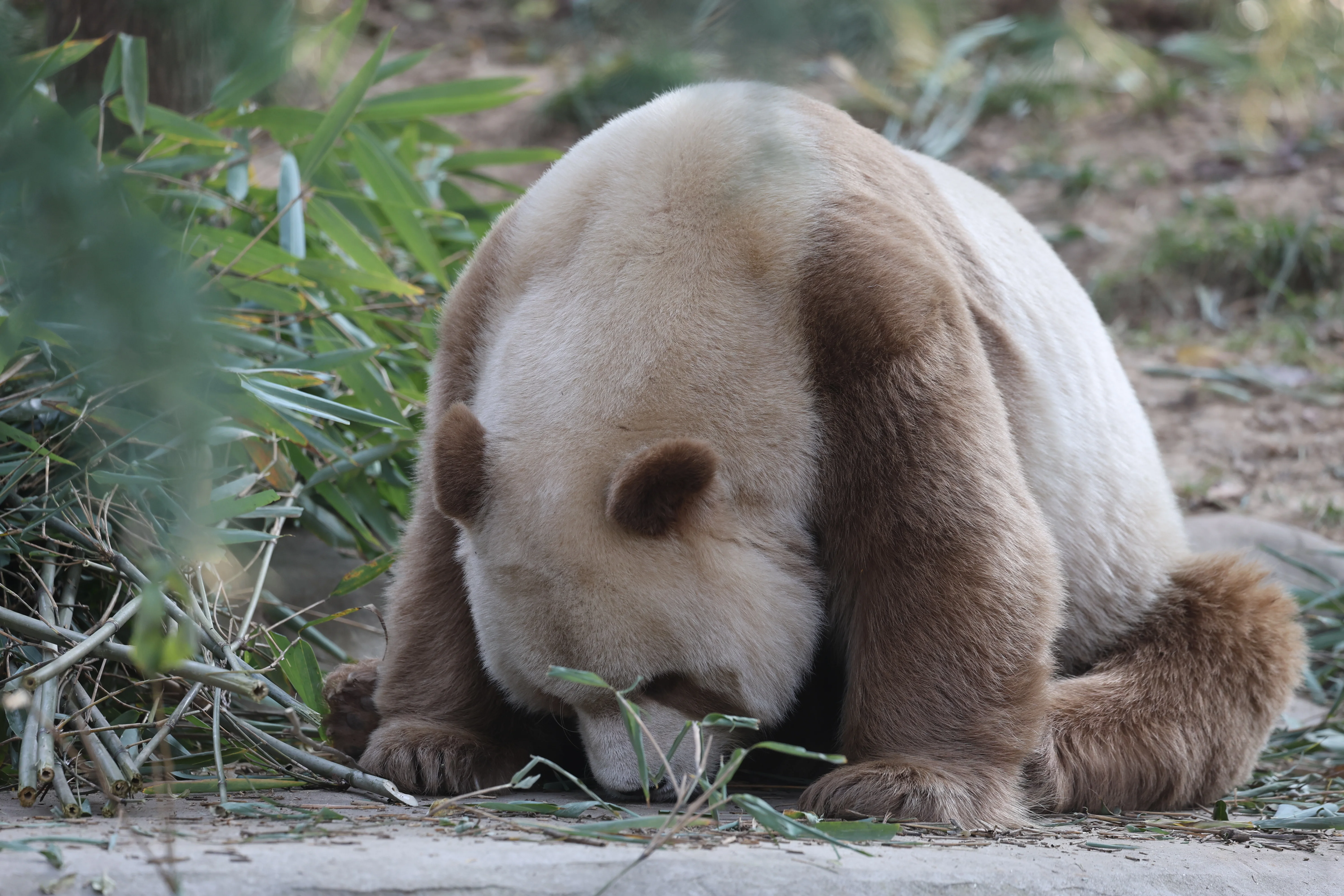 Research Center for the Qinling Giant Panda