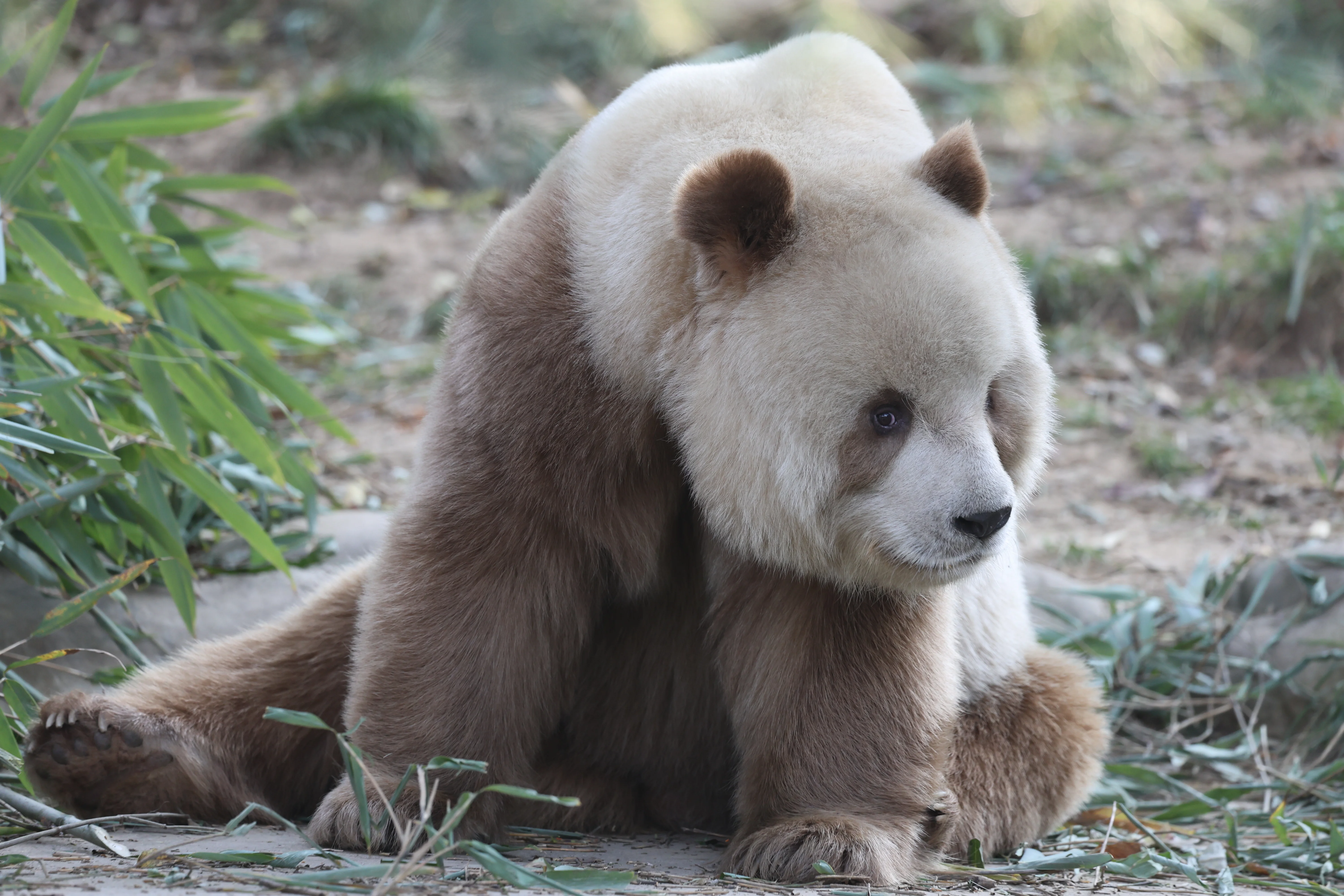 Research Center for the Qinling Giant Panda