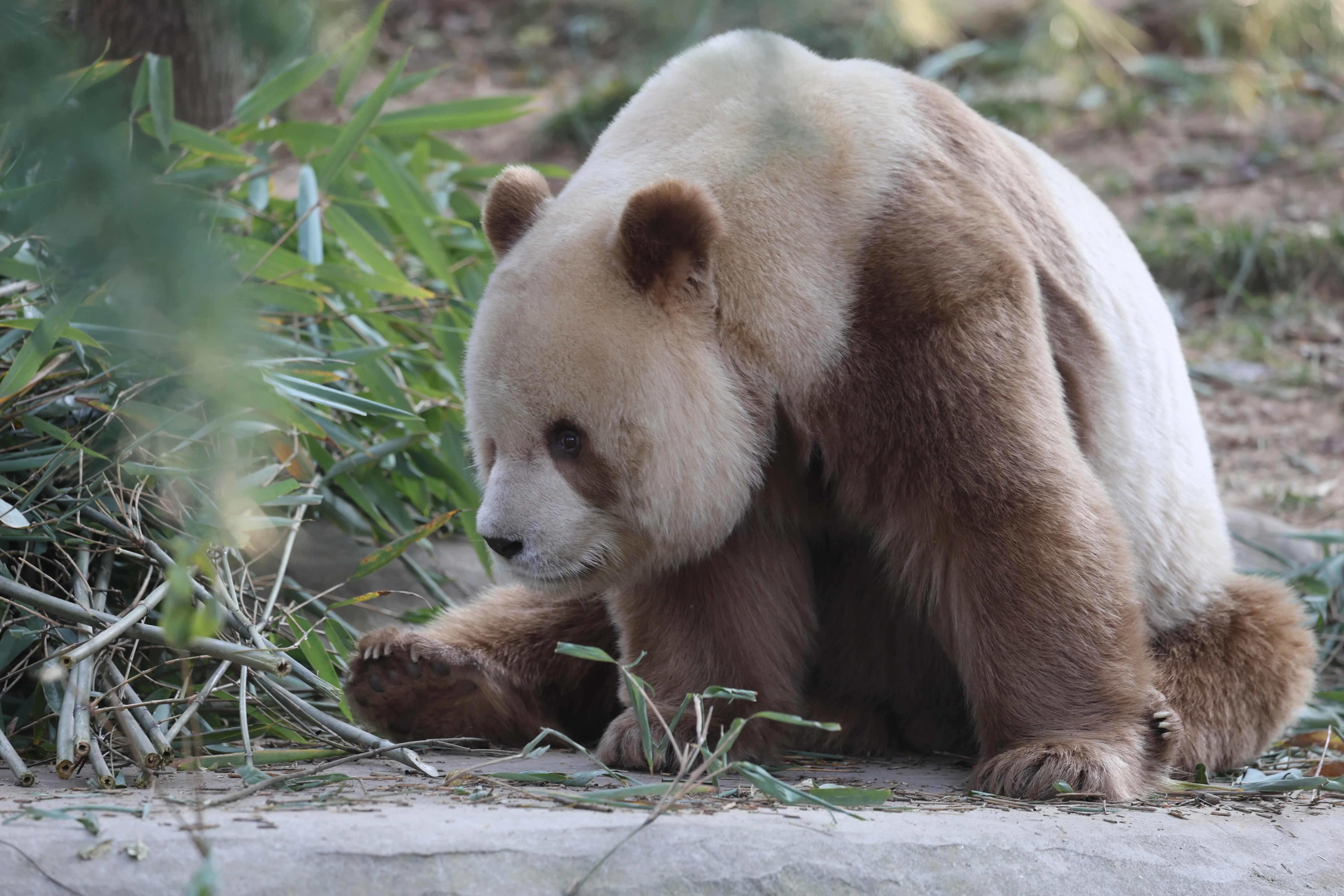 Research Center for the Qinling Giant Panda