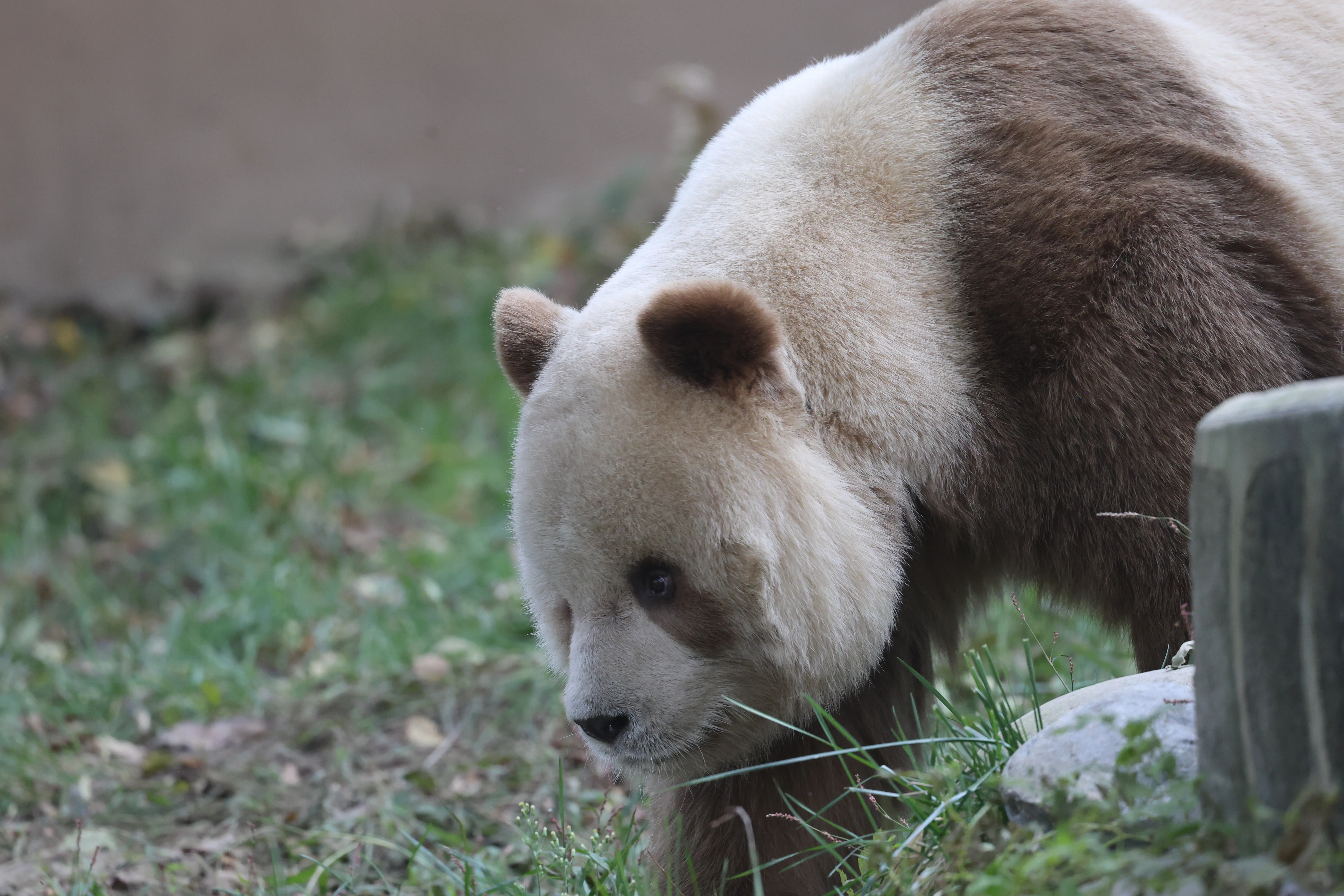 Research Center for the Qinling Giant Panda