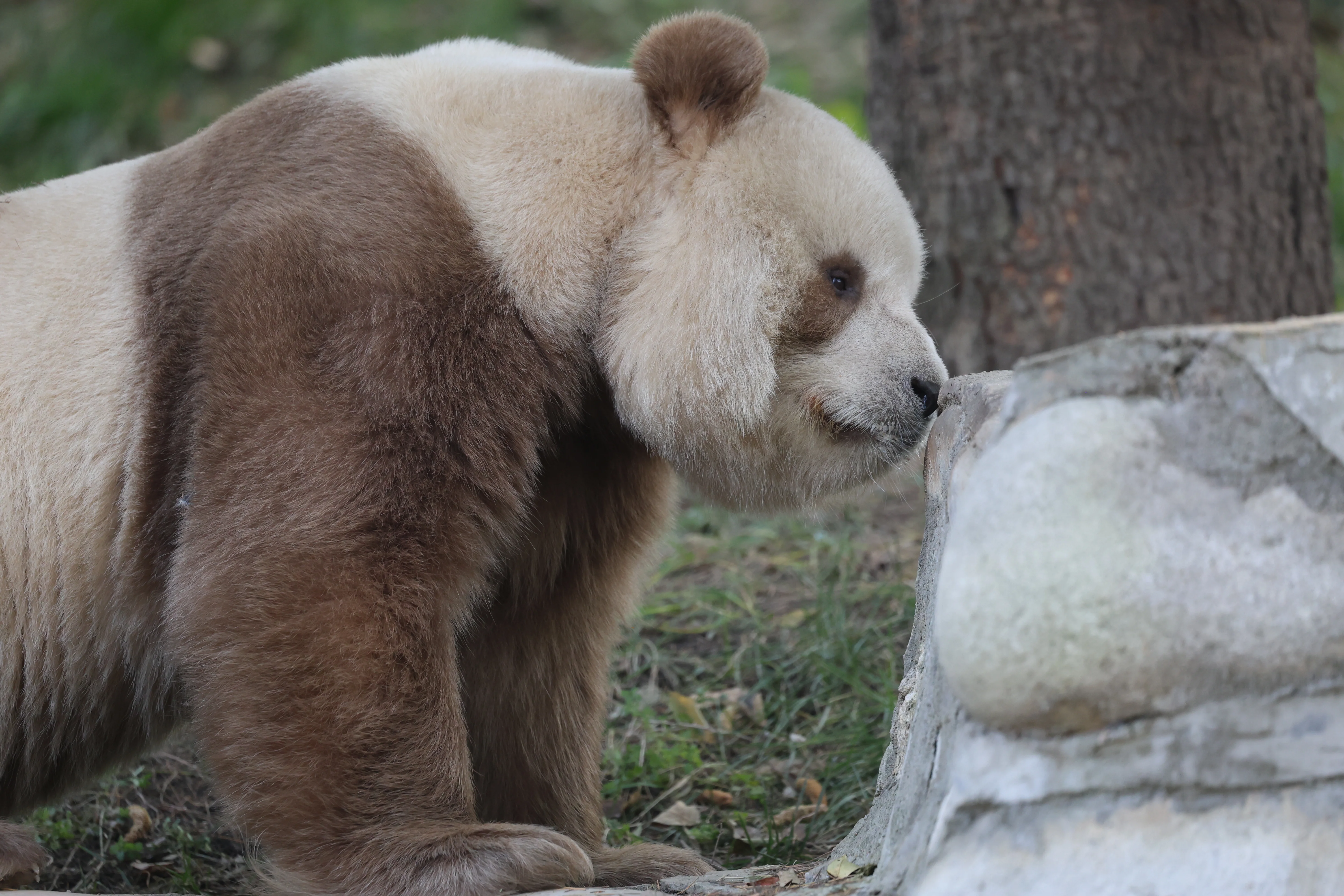 Research Center for the Qinling Giant Panda