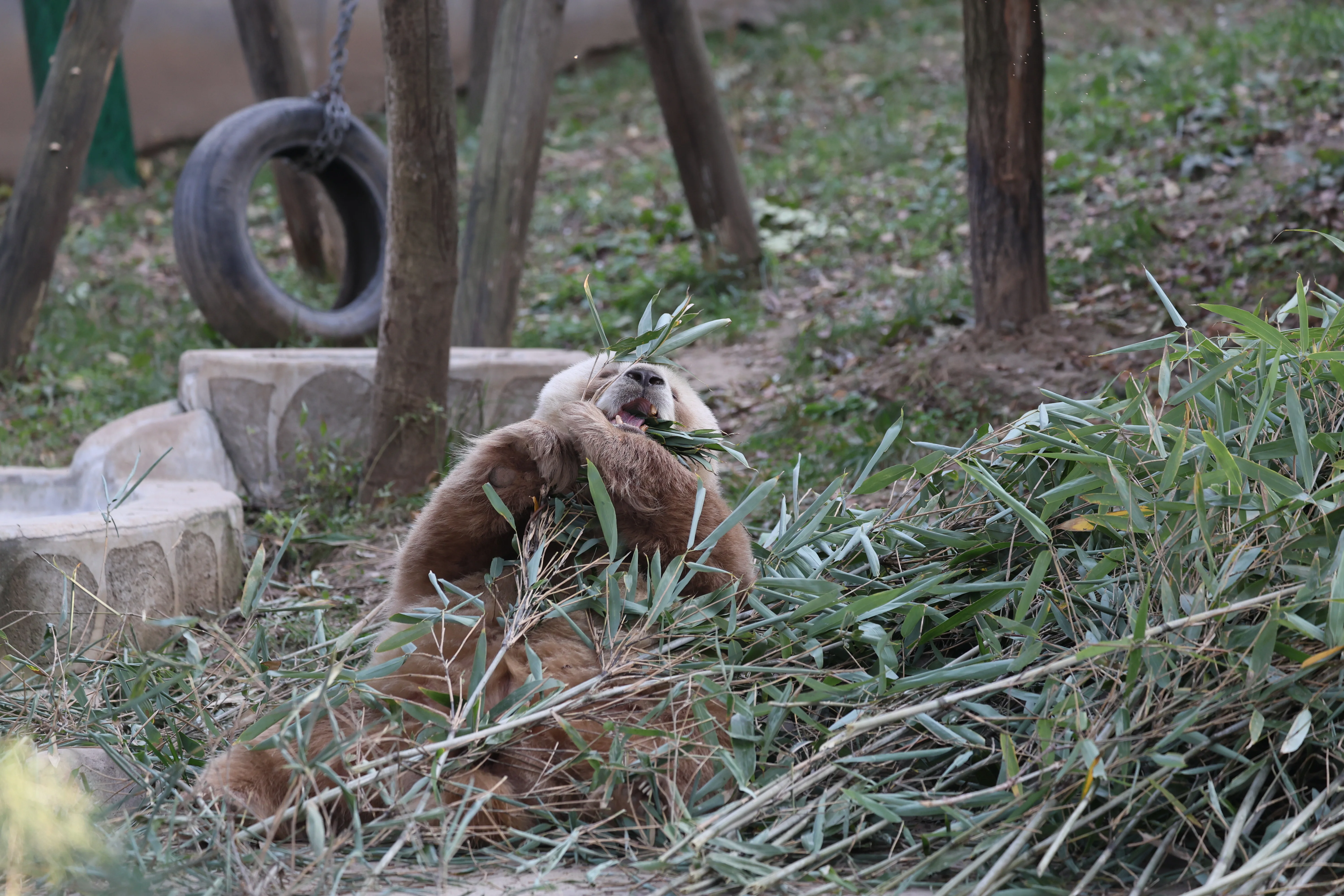 Research Center for the Qinling Giant Panda