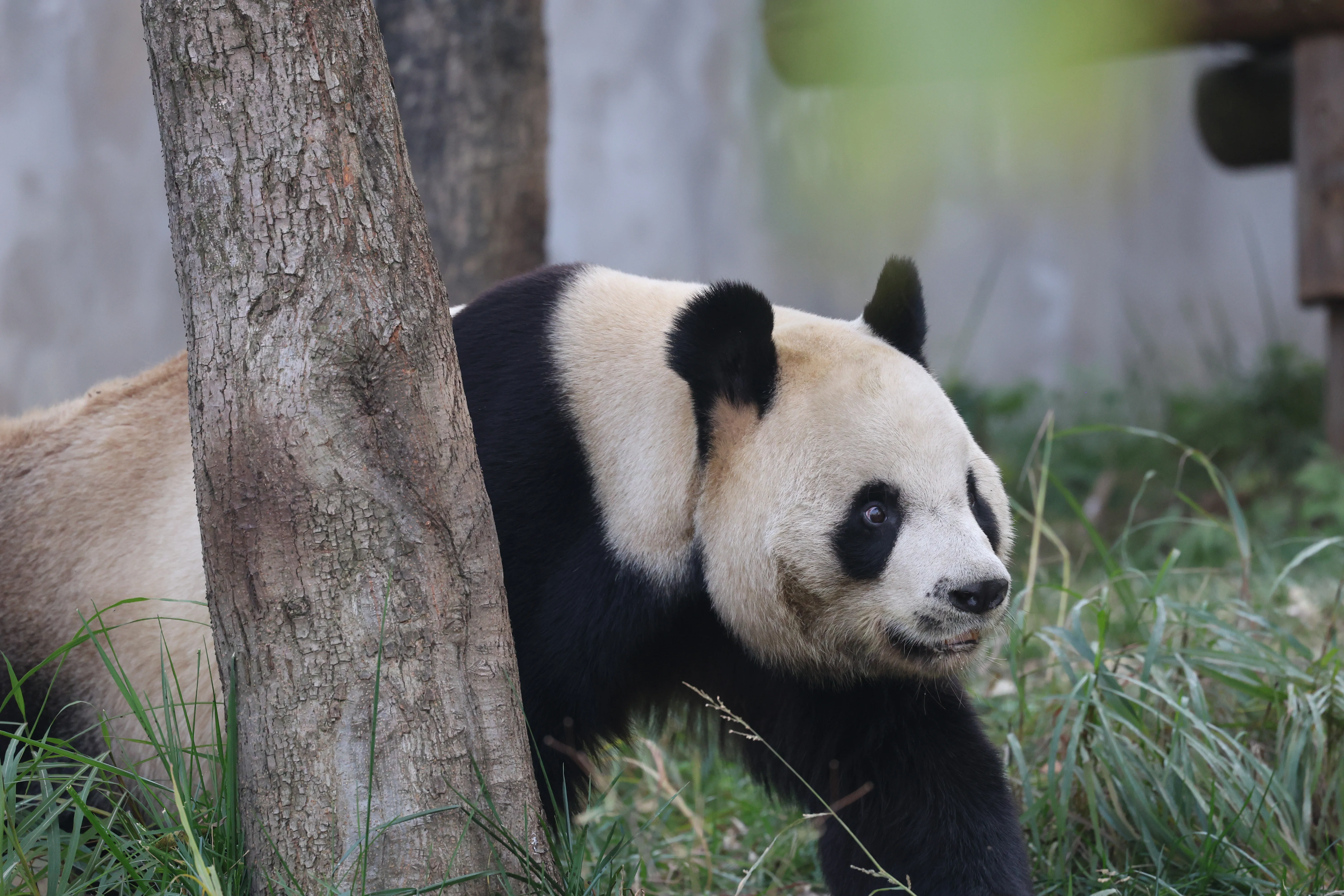 Research Center for the Qinling Giant Panda