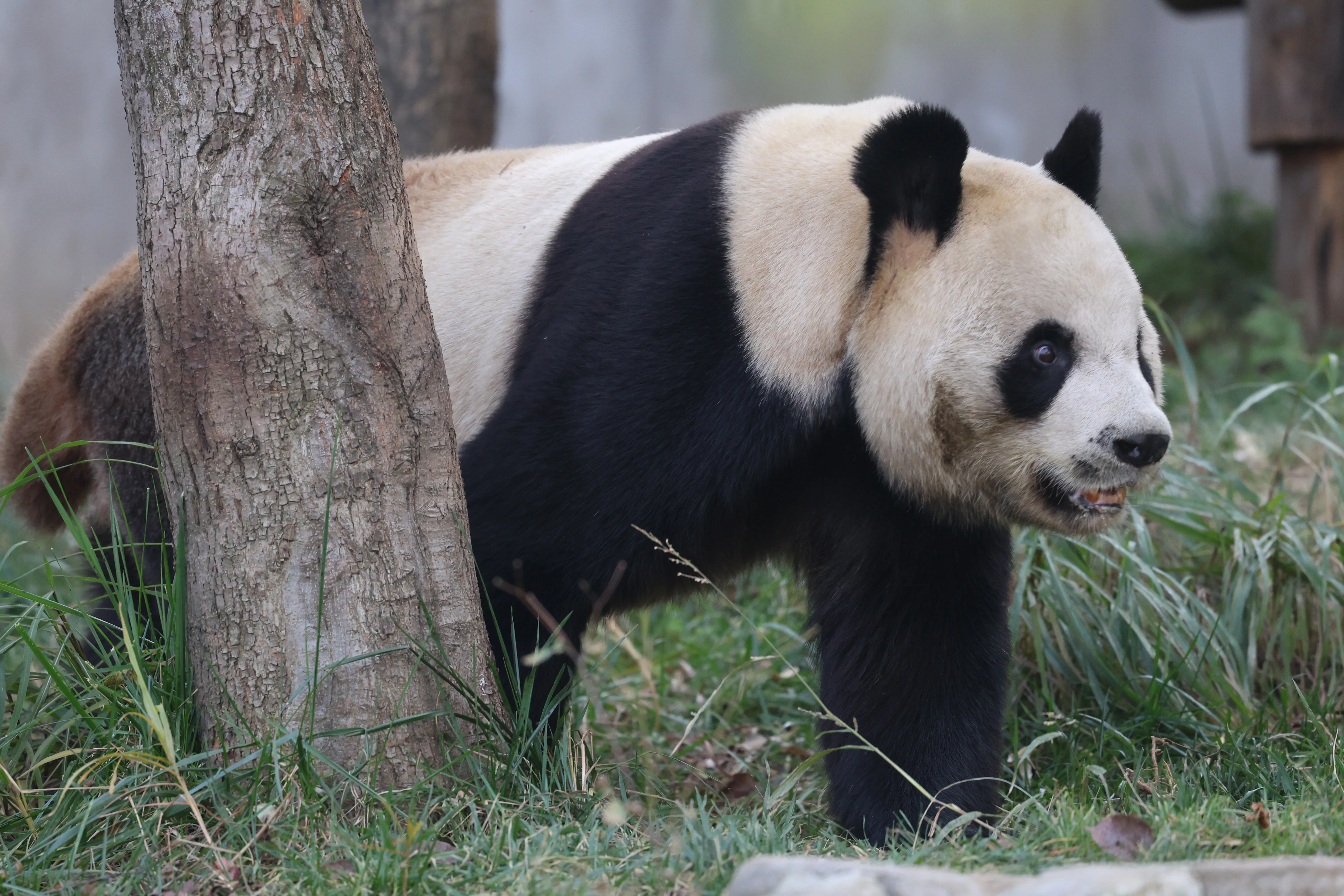 Research Center for the Qinling Giant Panda