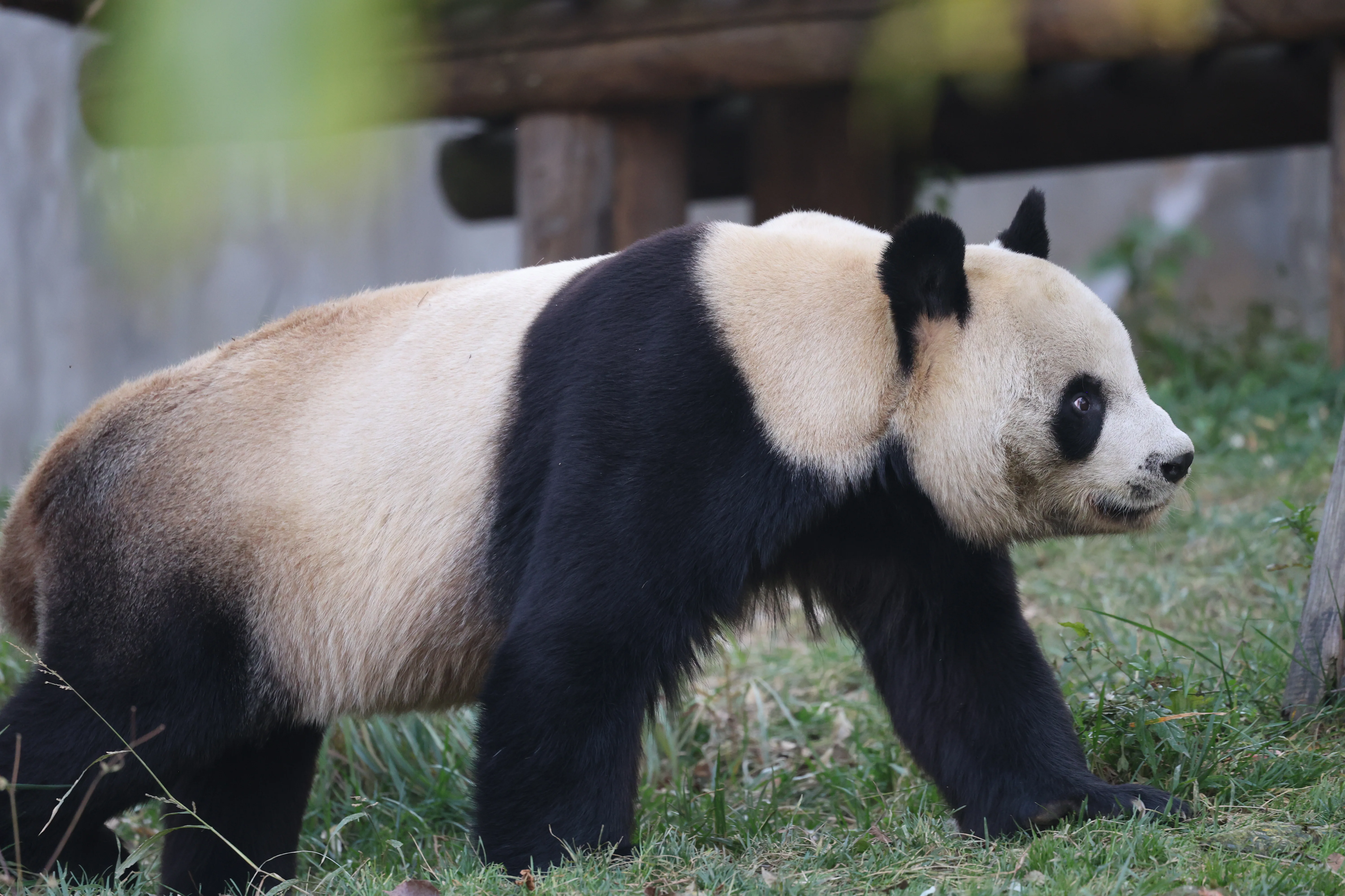 Research Center for the Qinling Giant Panda