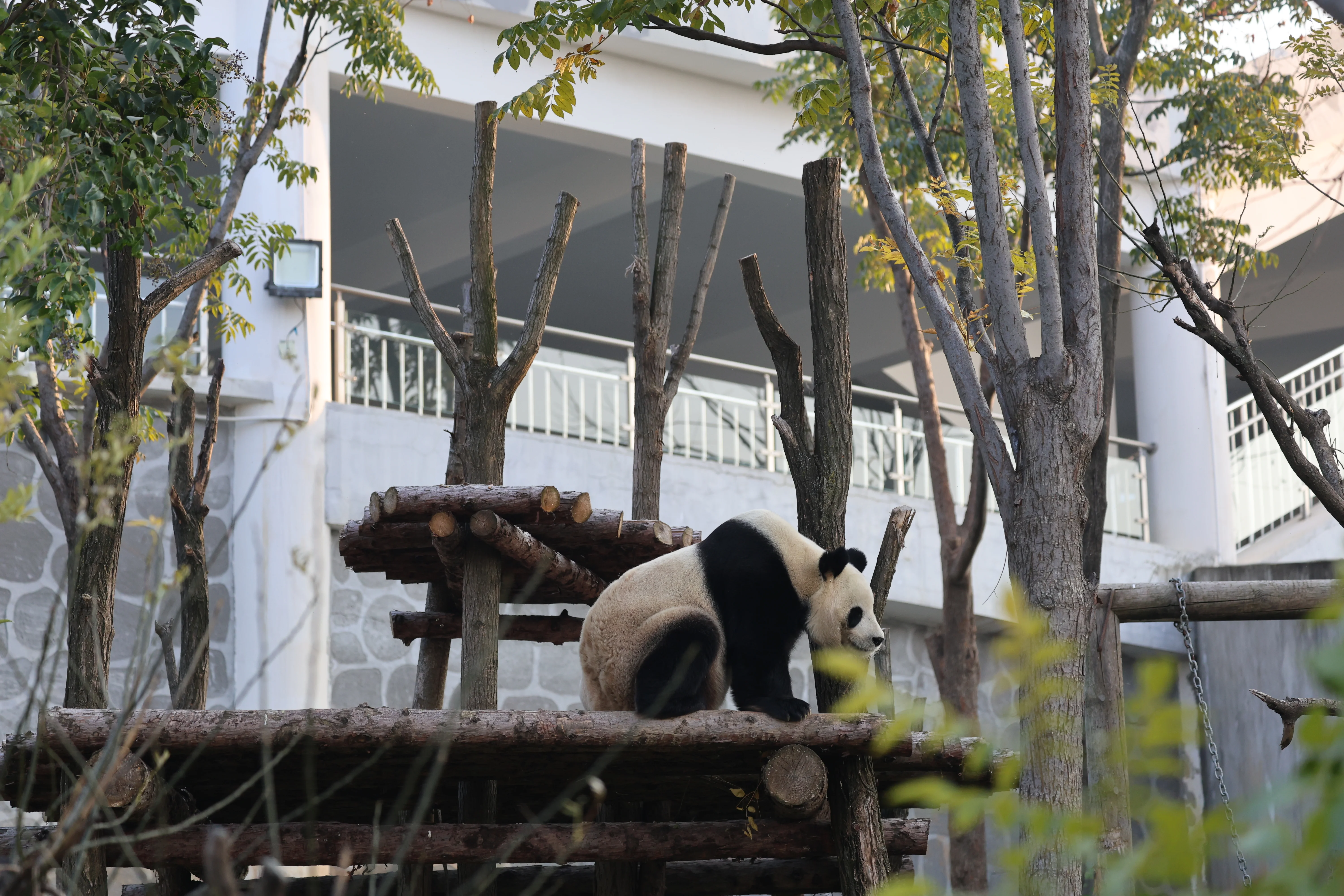 Research Center for the Qinling Giant Panda