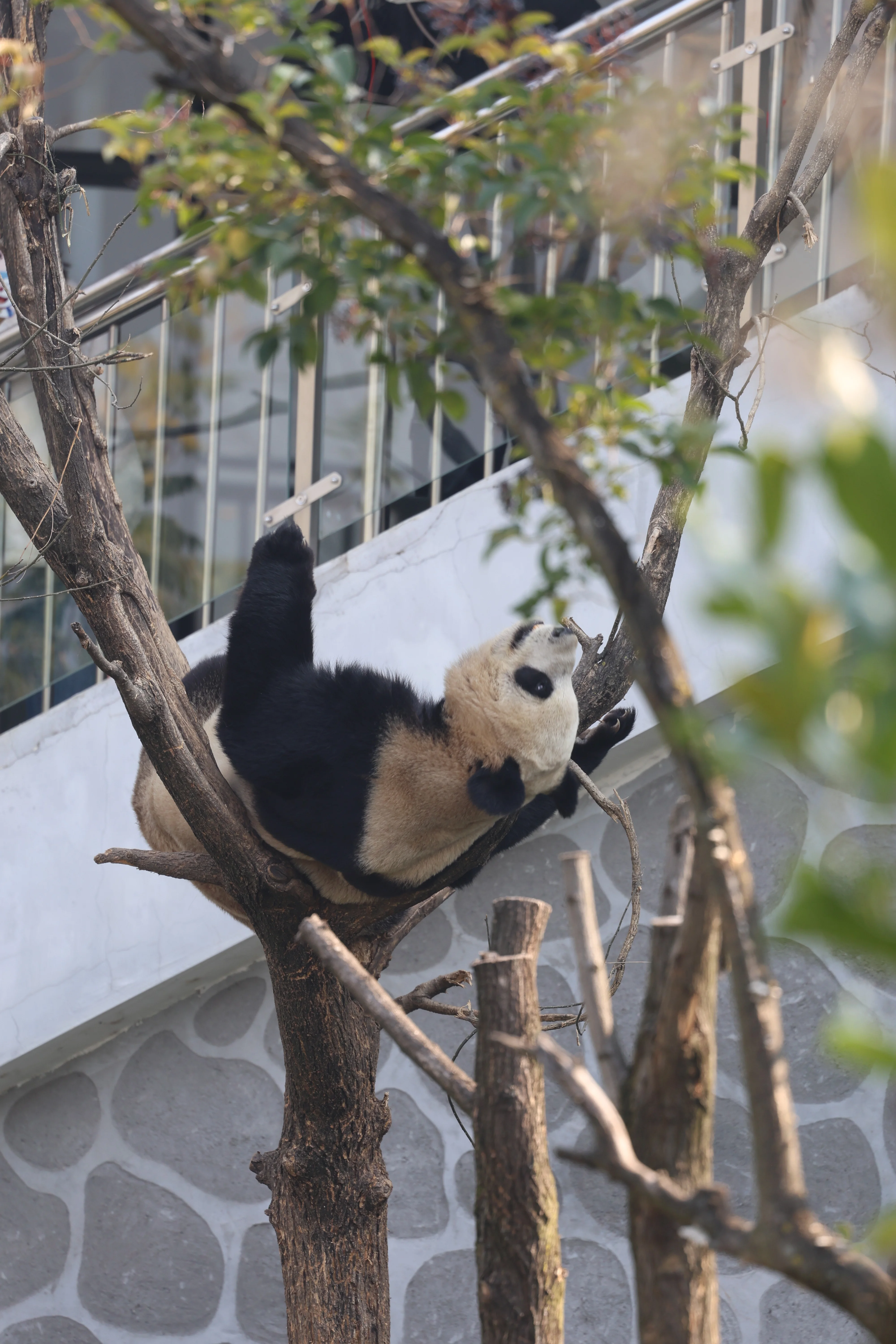 Research Center for the Qinling Giant Panda