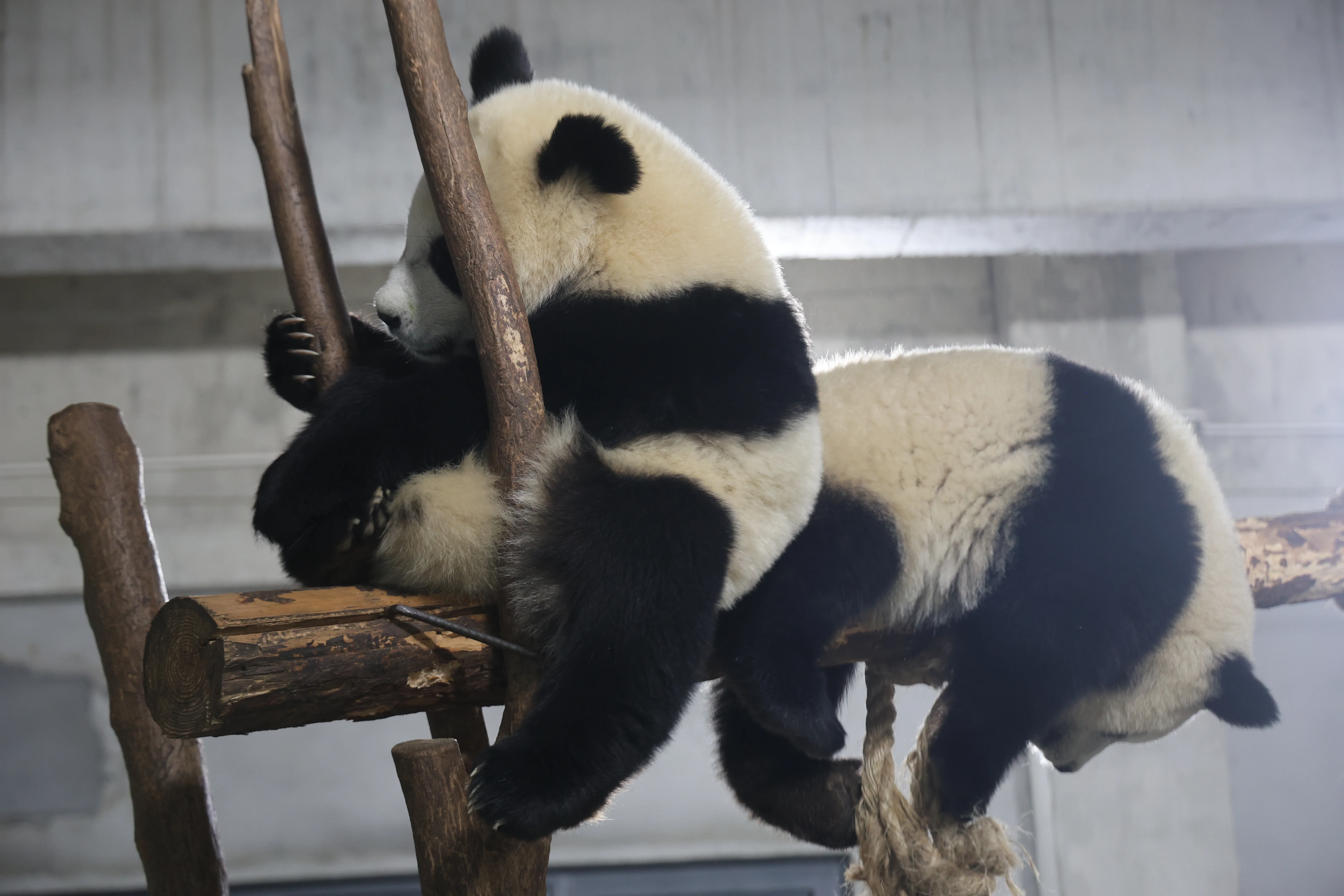 Research Center for the Qinling Giant Panda
