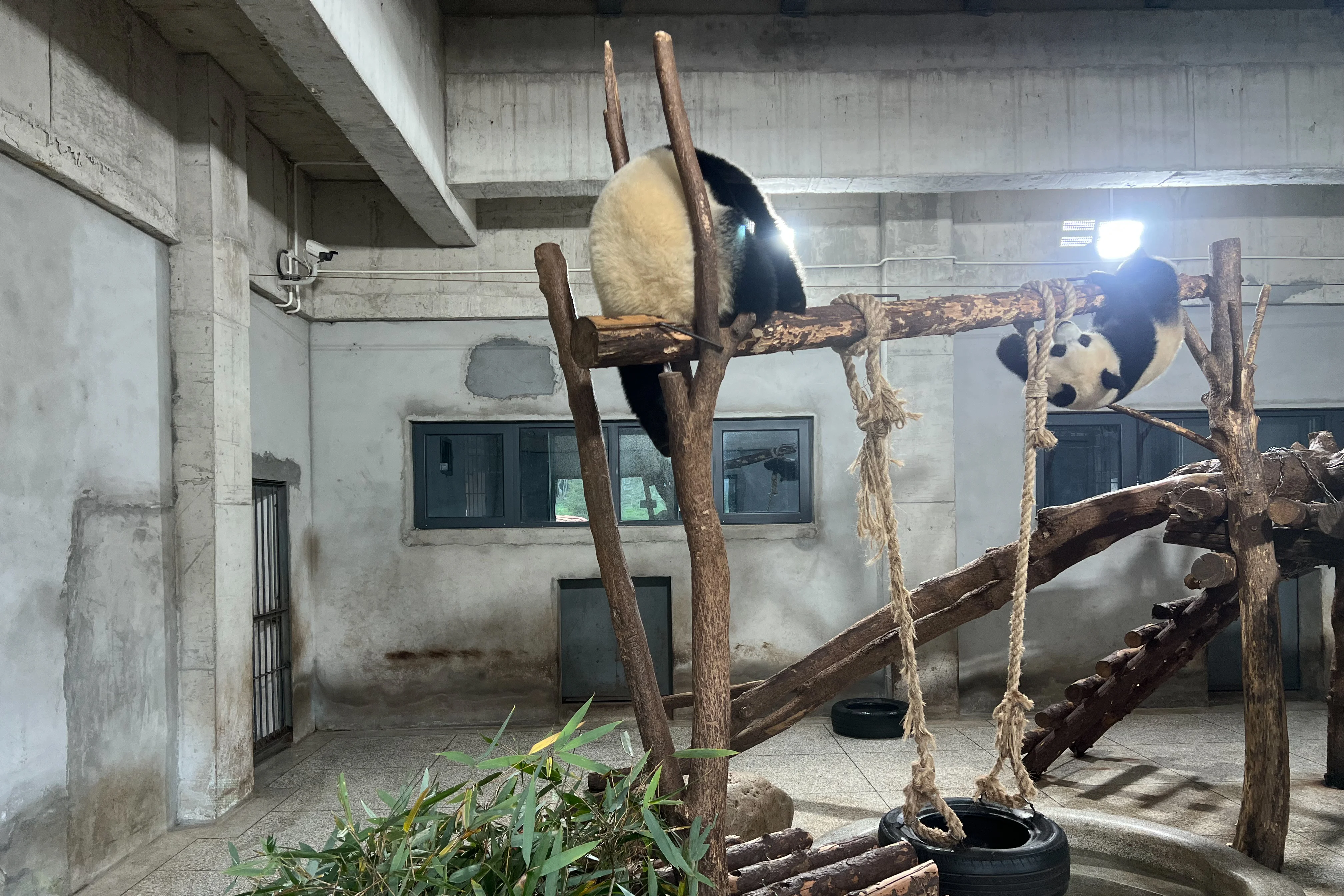 Research Center for the Qinling Giant Panda