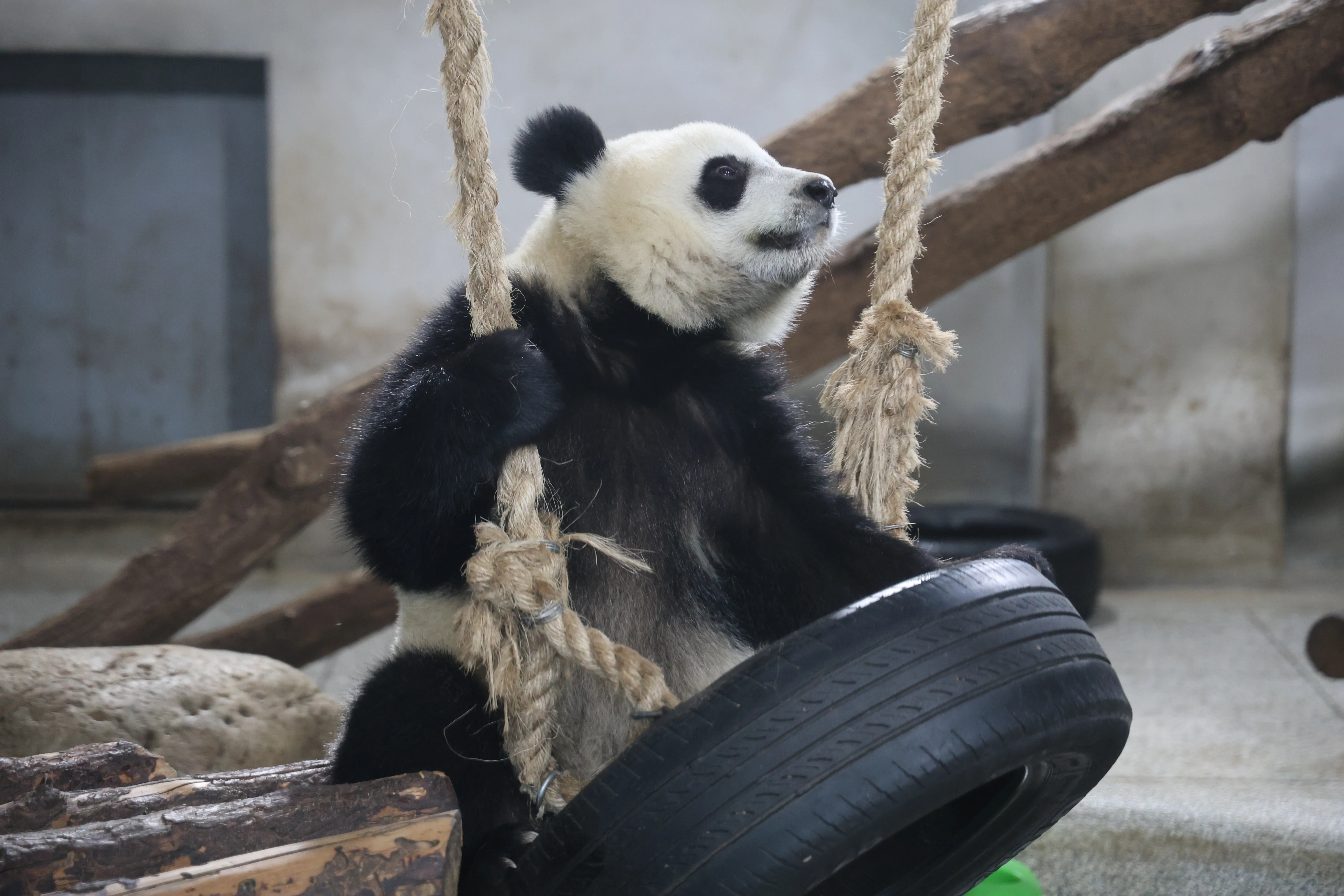 Research Center for the Qinling Giant Panda