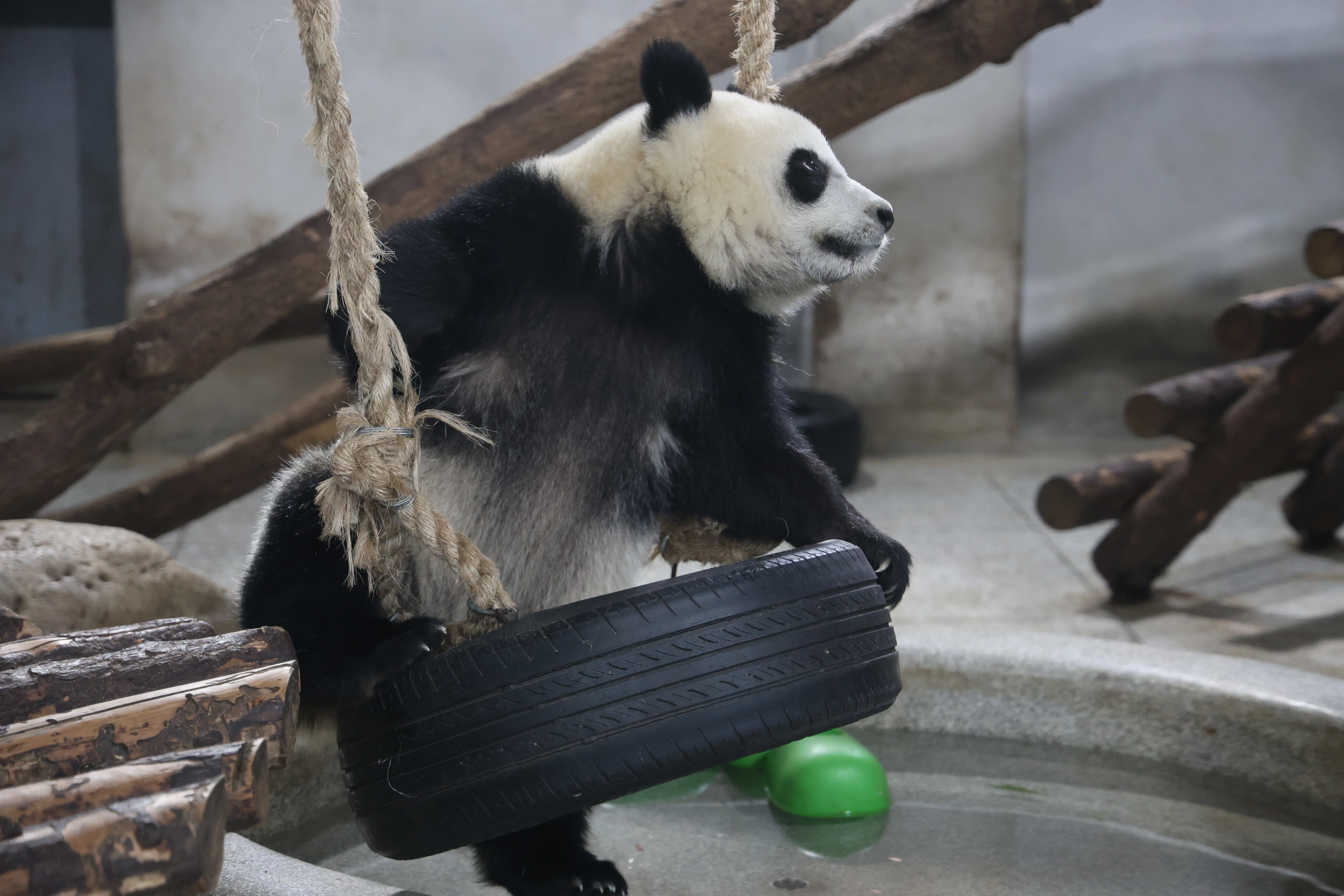 Research Center for the Qinling Giant Panda