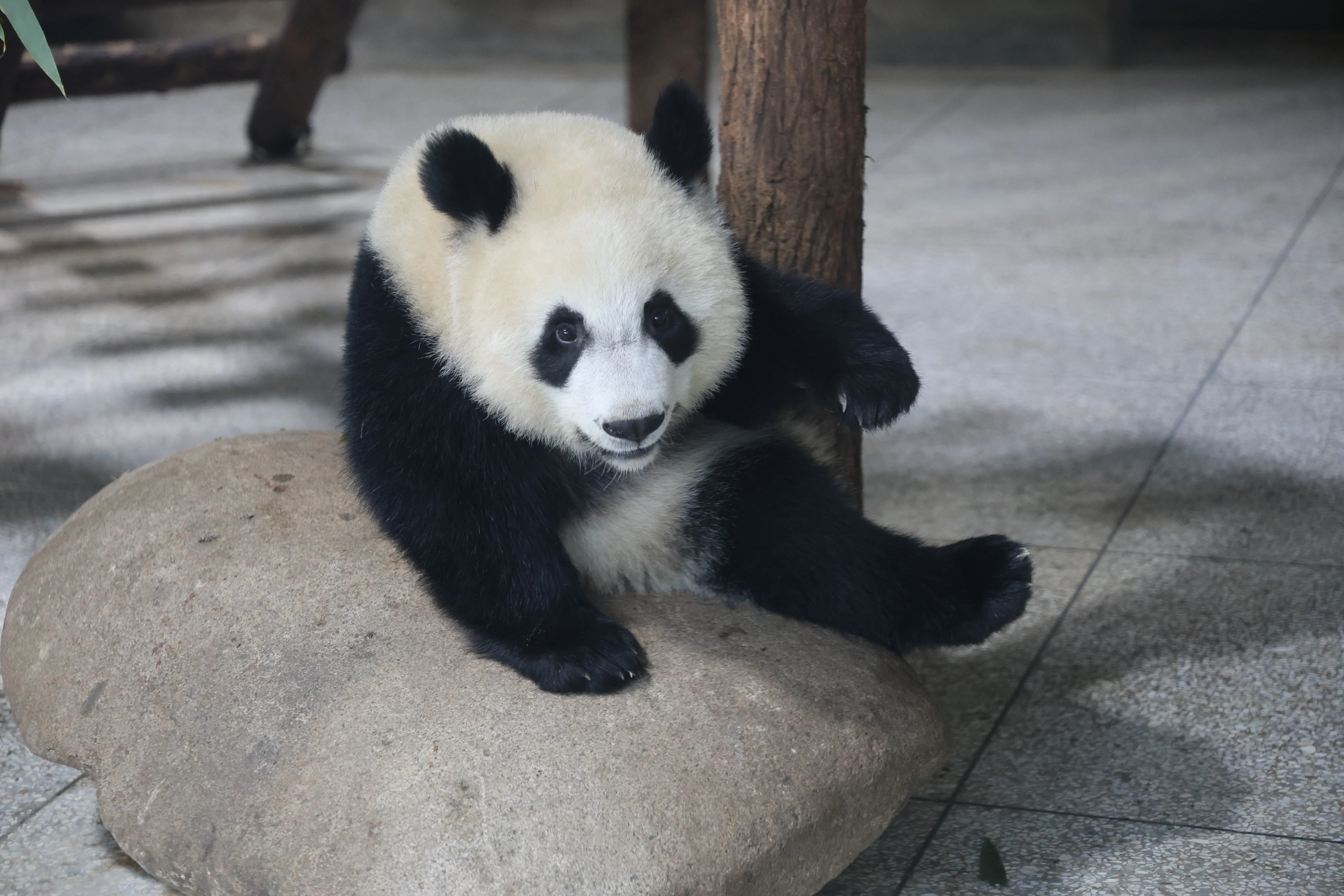 Research Center for the Qinling Giant Panda