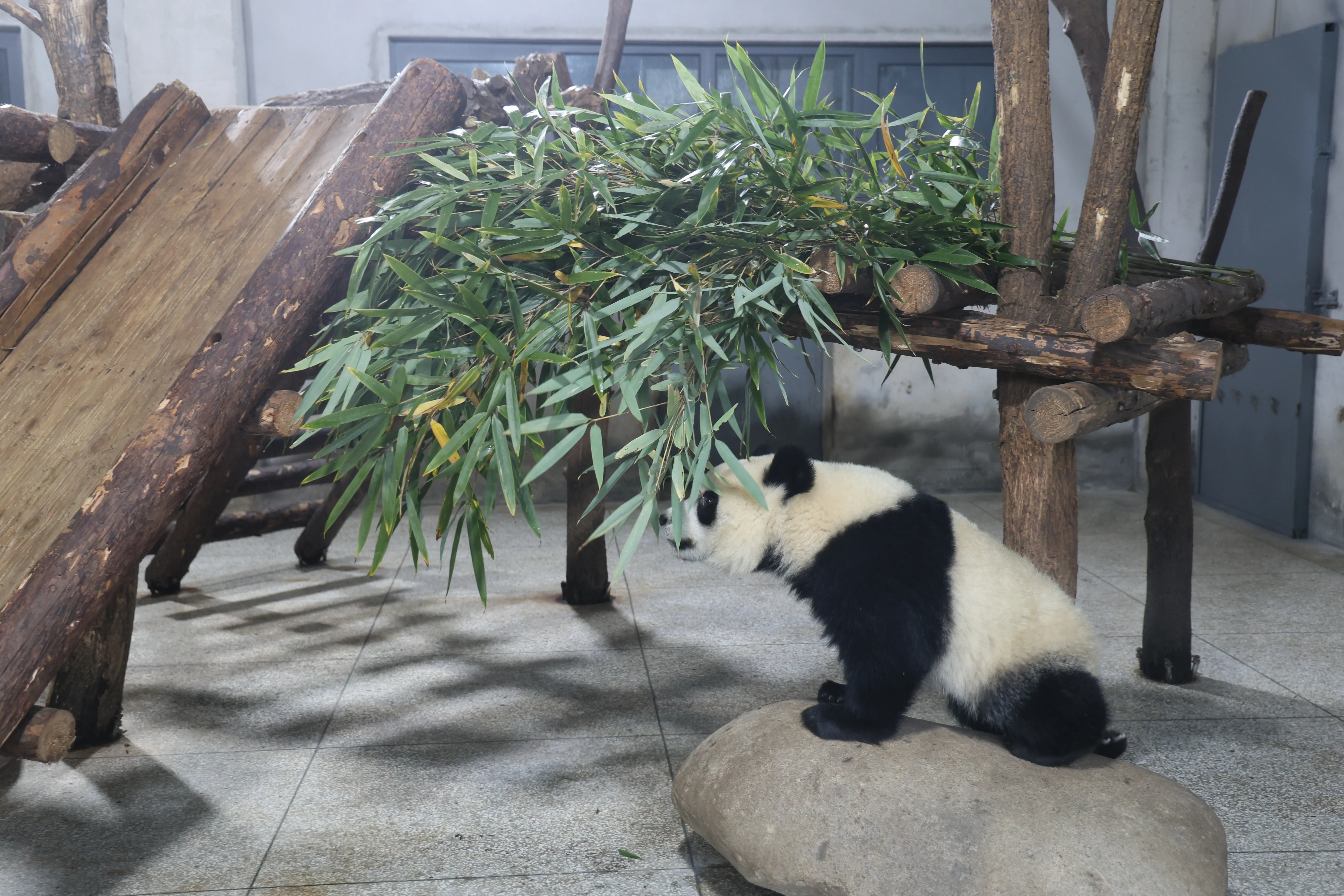 Research Center for the Qinling Giant Panda