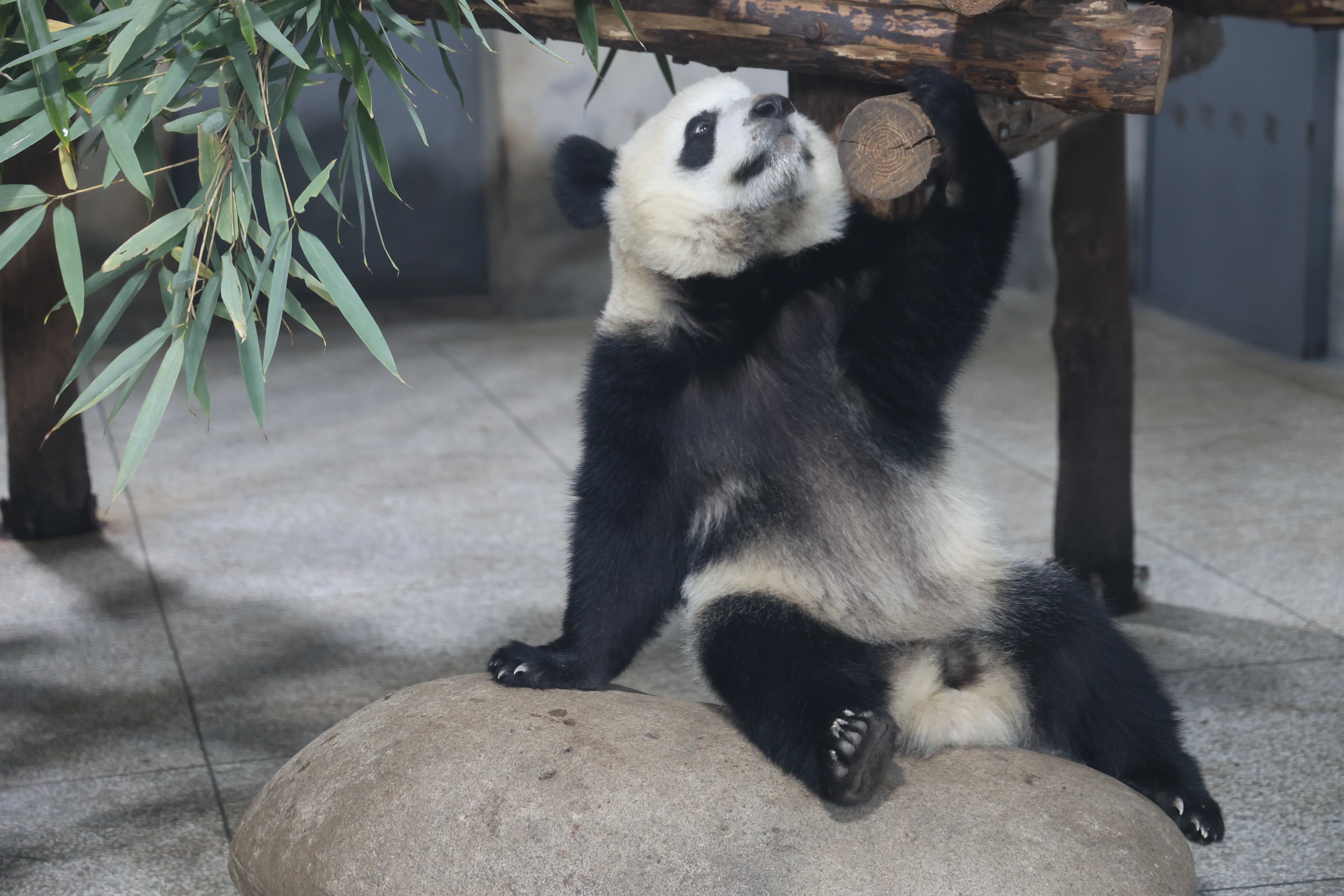 Research Center for the Qinling Giant Panda