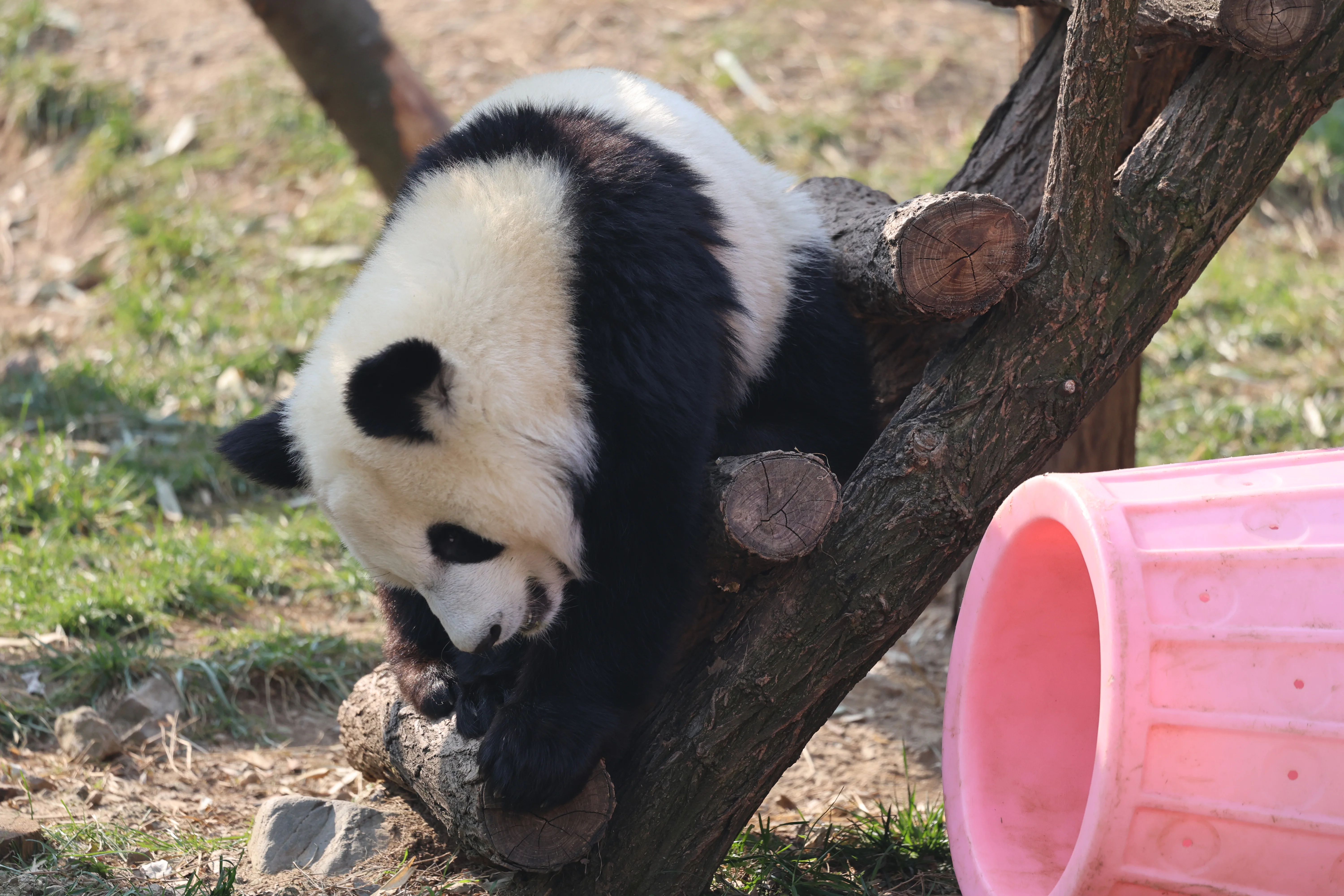 Research Center for the Qinling Giant Panda