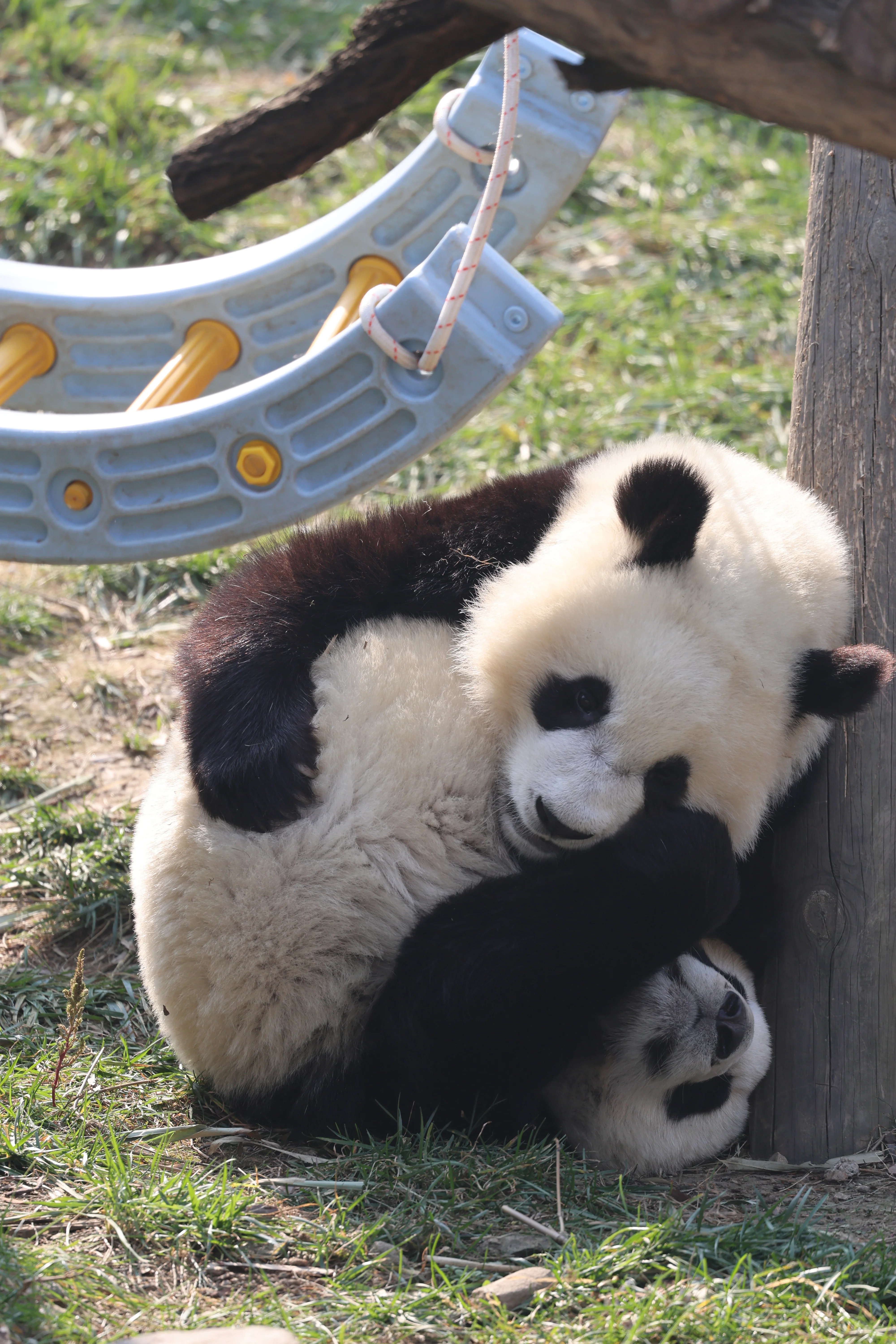 Research Center for the Qinling Giant Panda