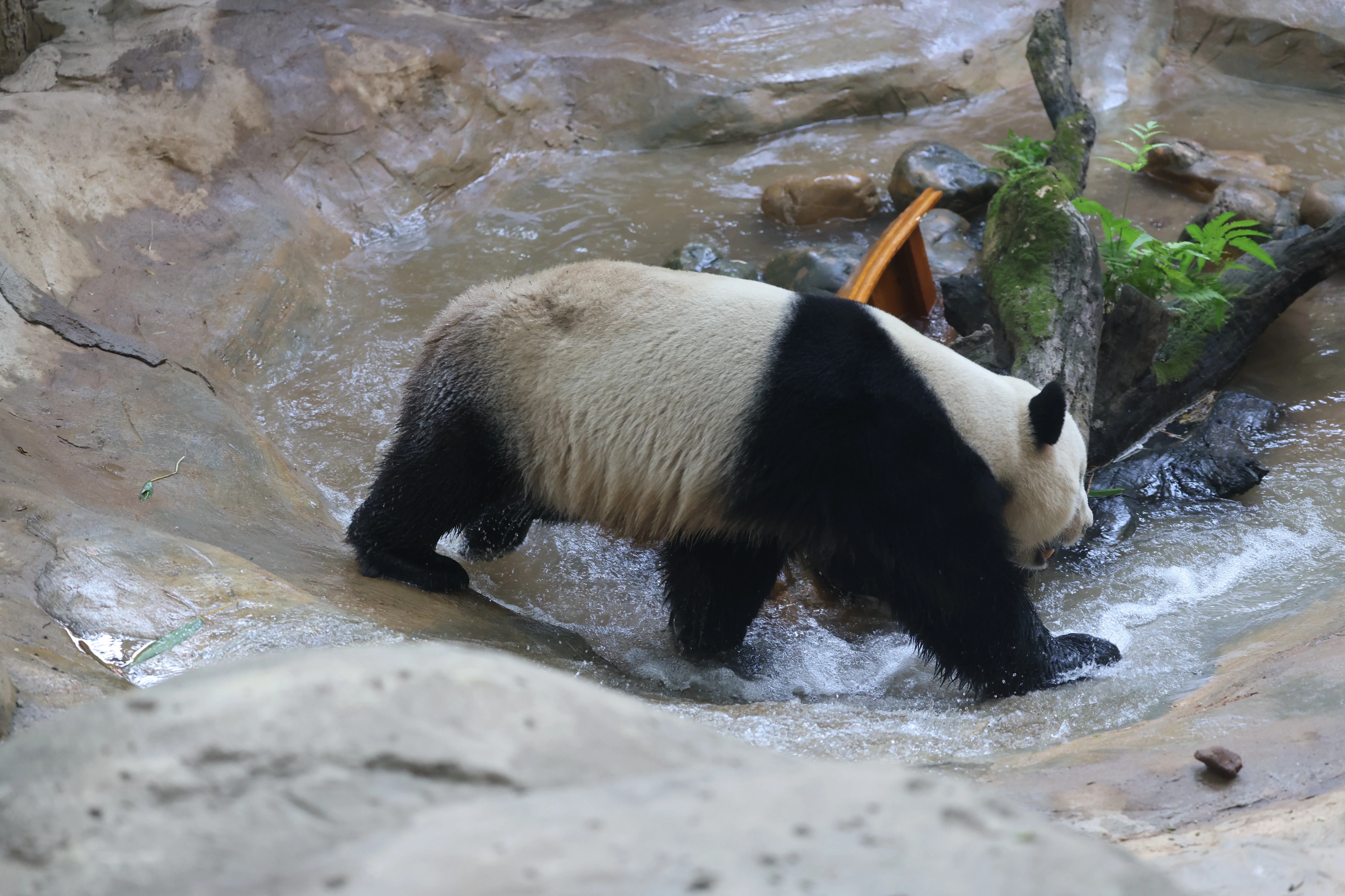 Chimelong Safari Park