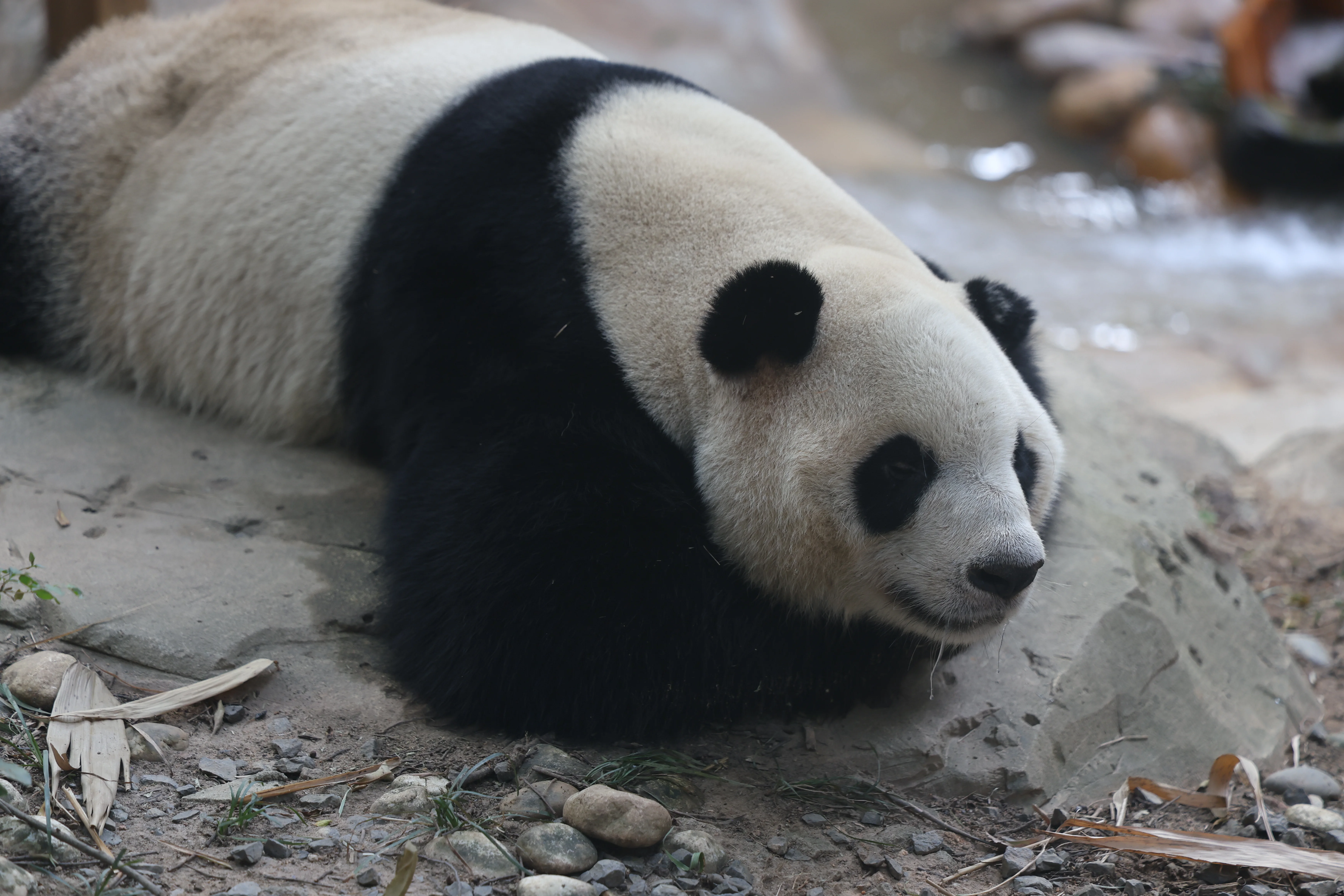 Chimelong Safari Park