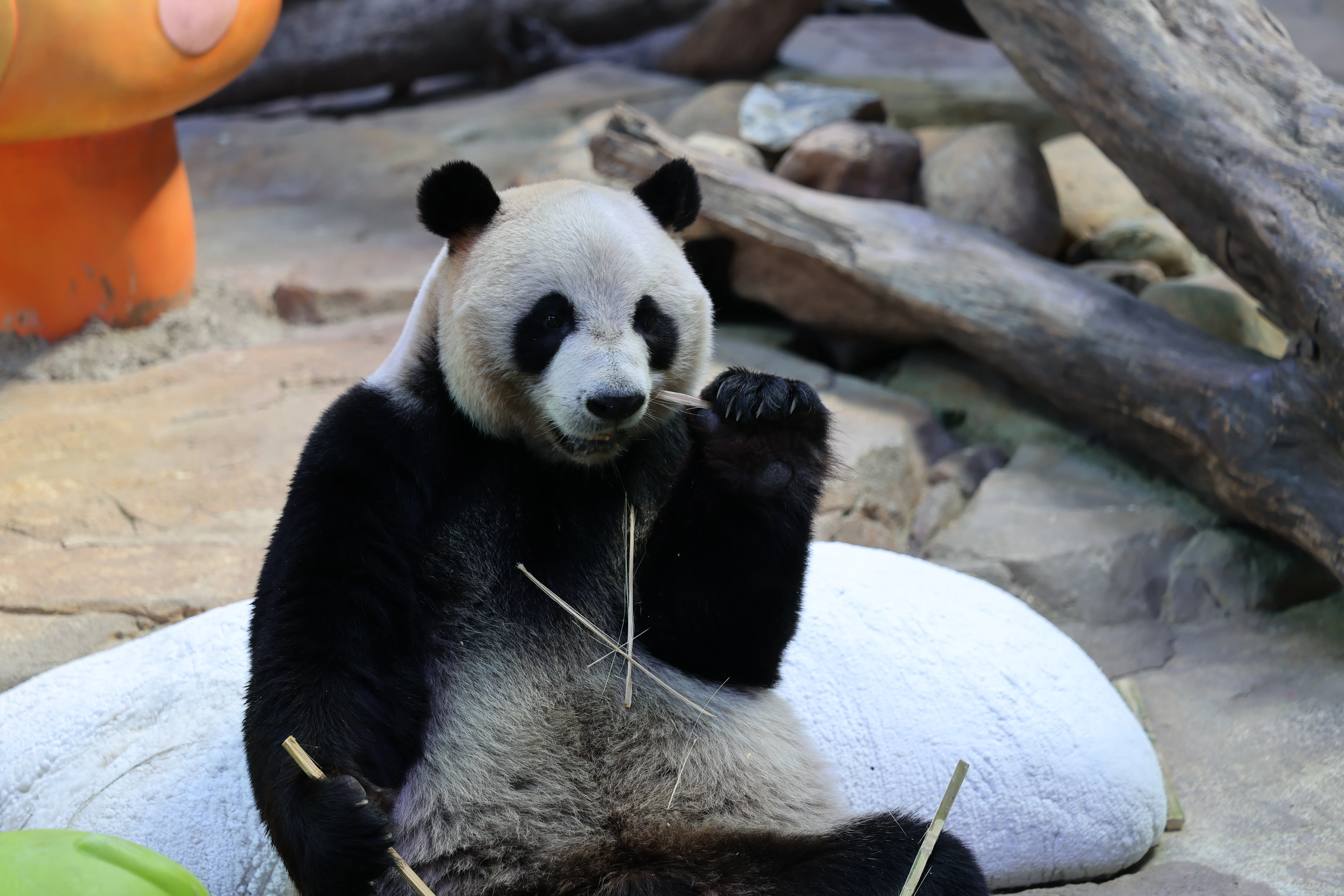 Chimelong Safari Park