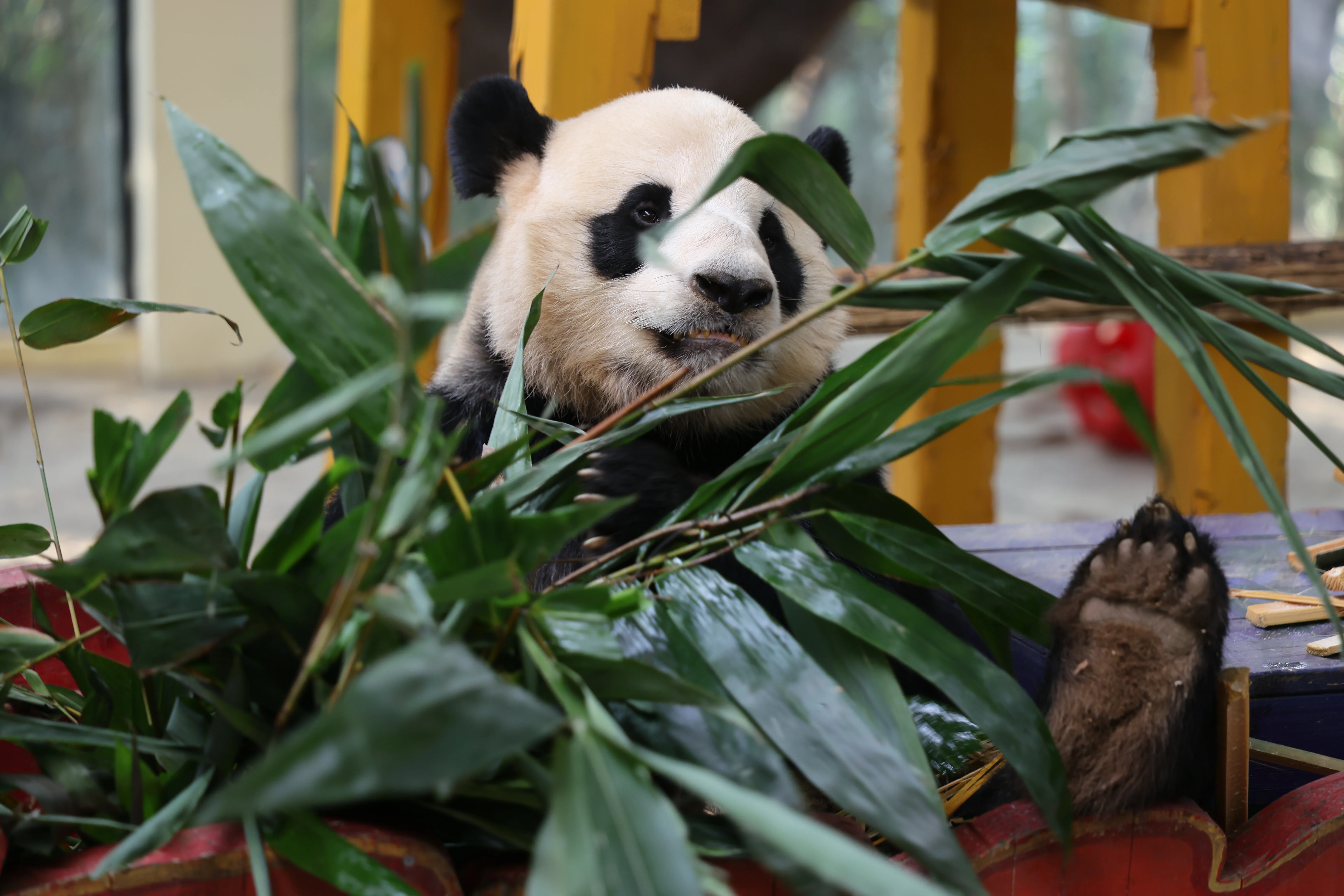 Chimelong Safari Park