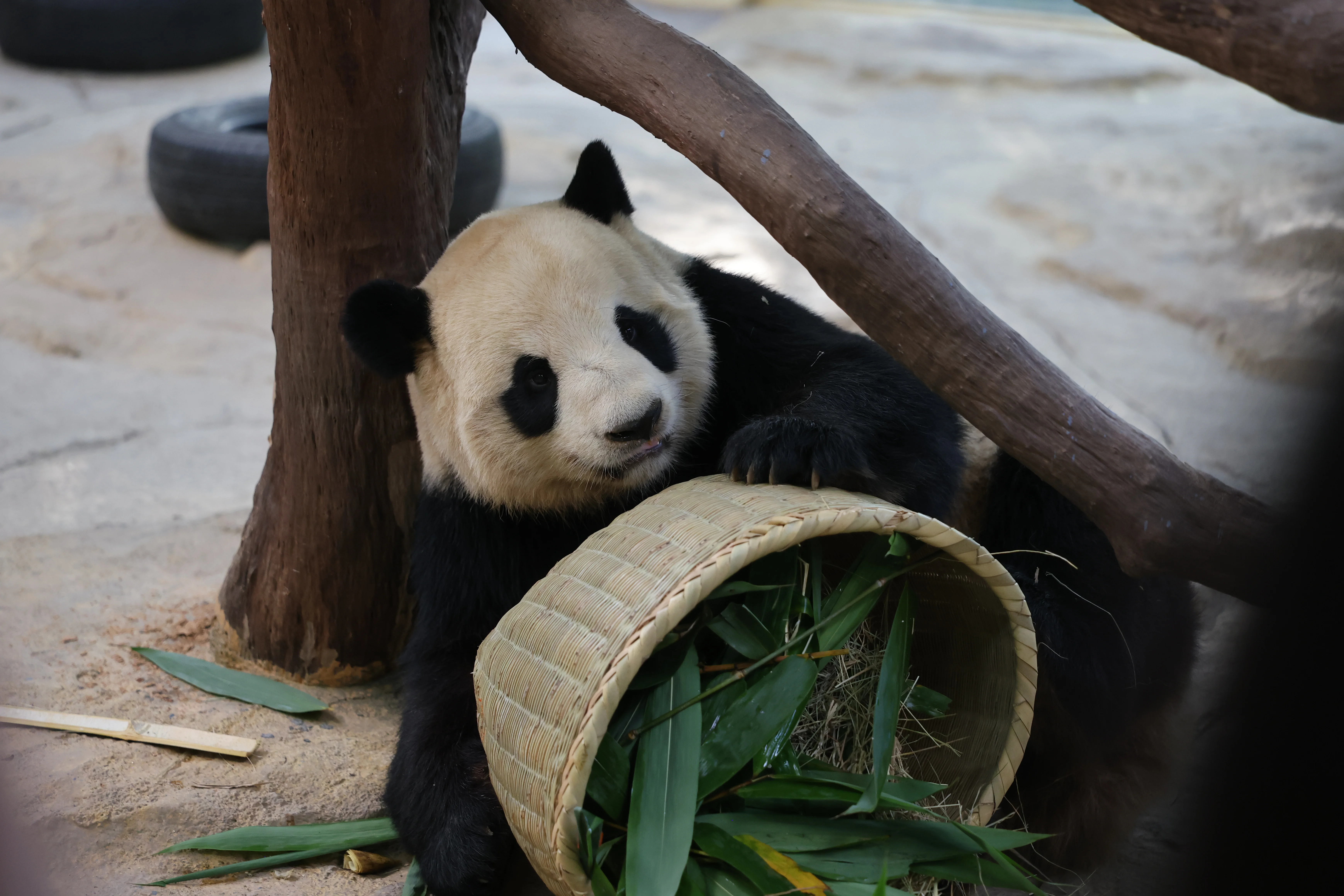 Chimelong Safari Park