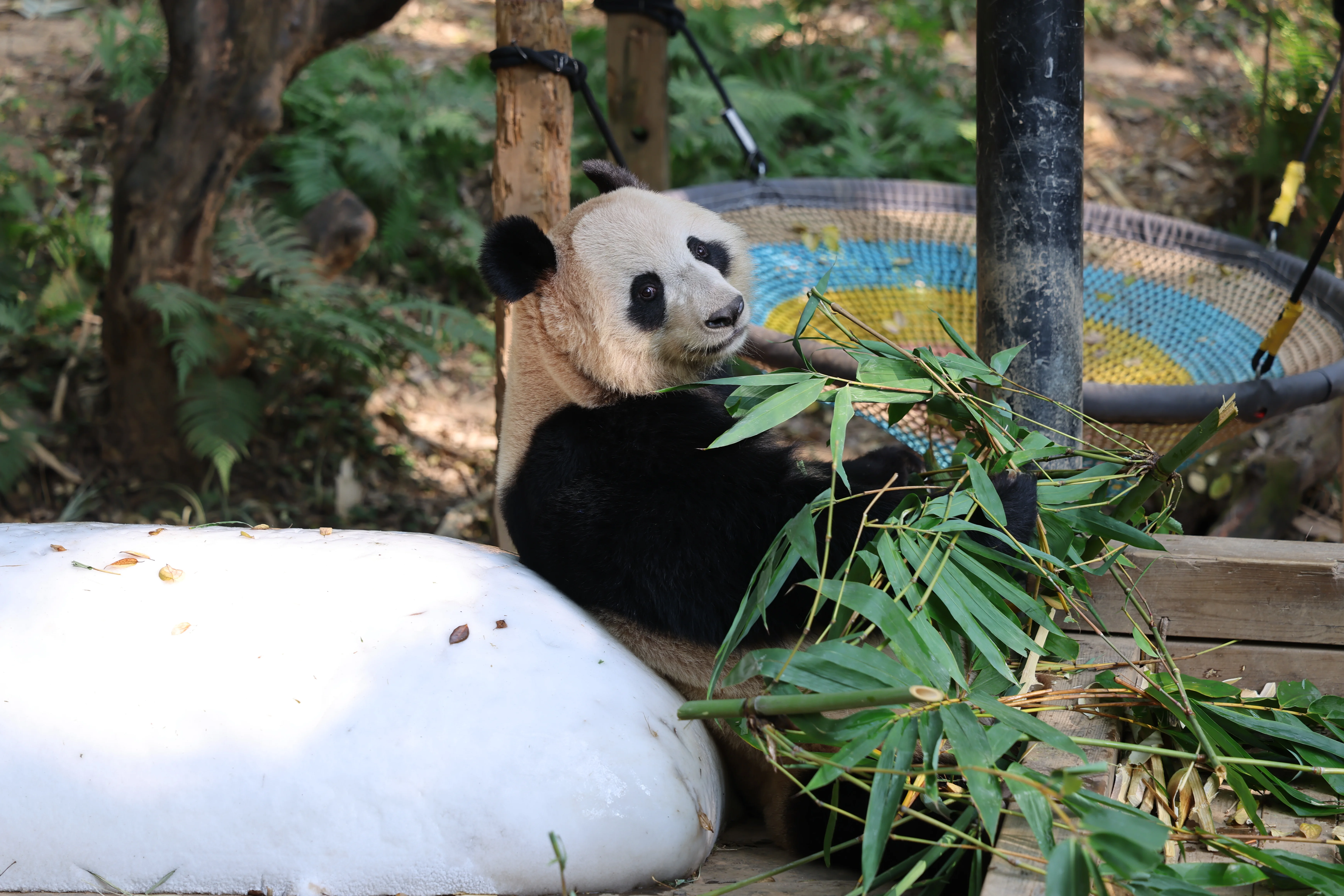 Chimelong Safari Park