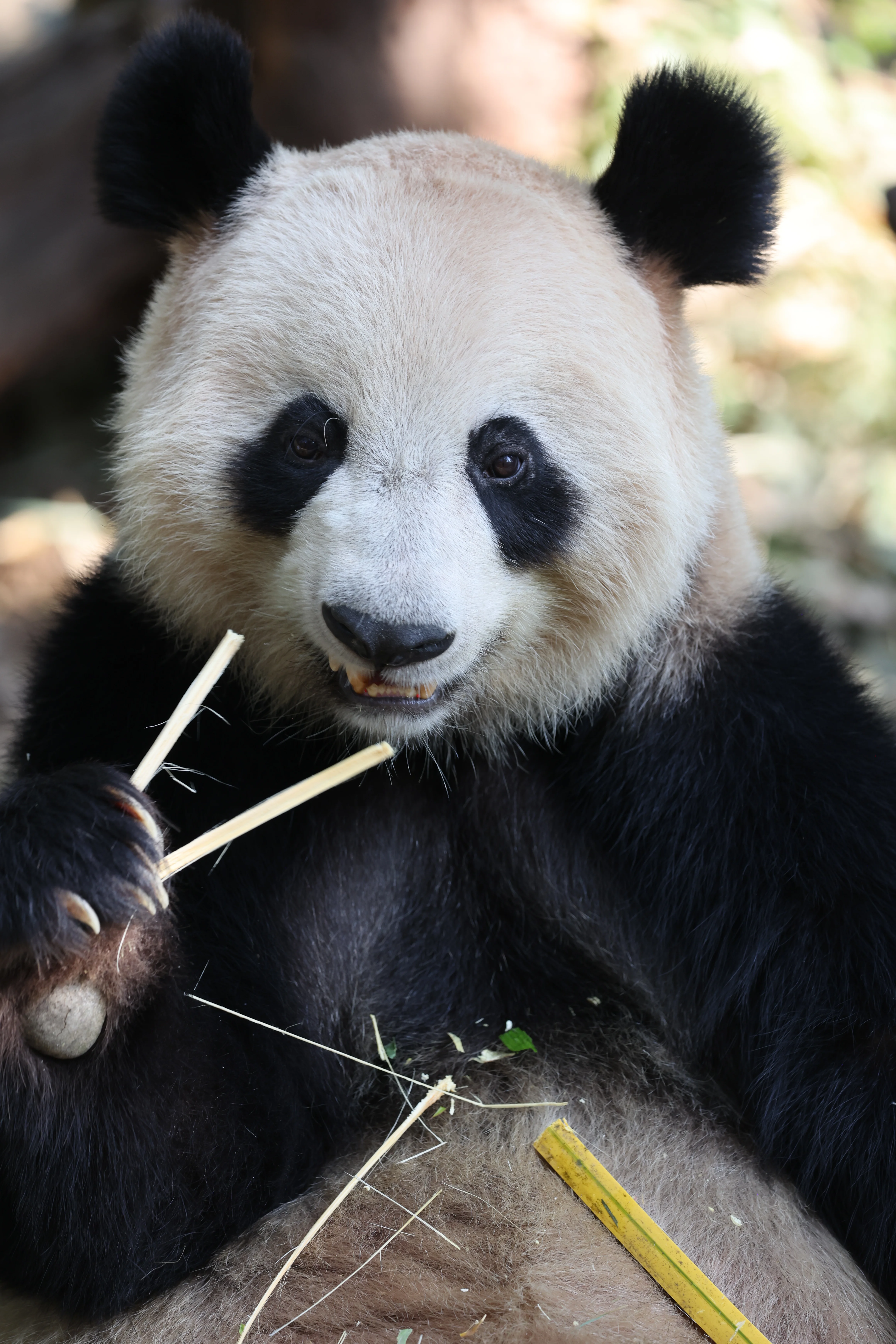 Chimelong Safari Park
