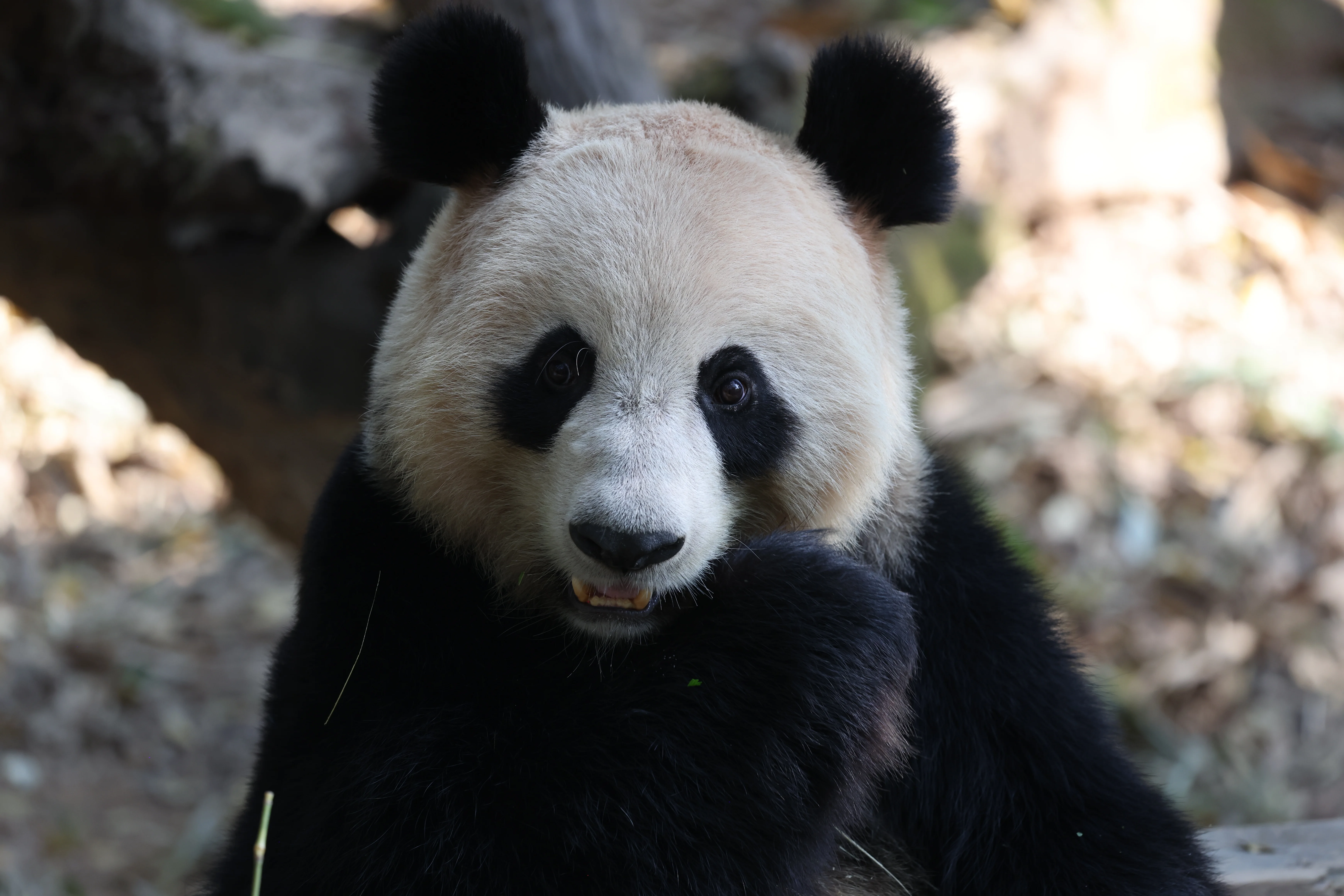 Chimelong Safari Park