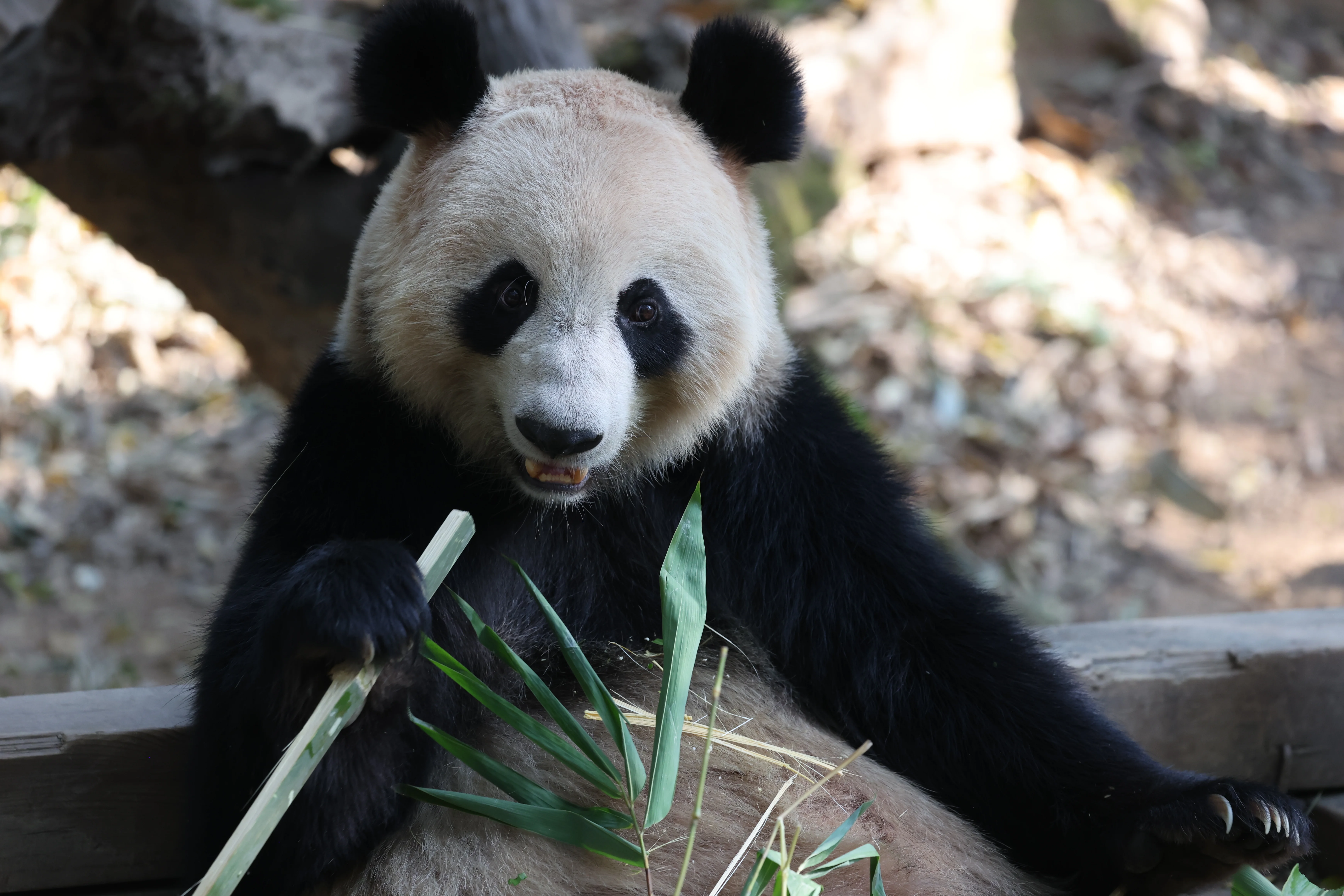 Chimelong Safari Park