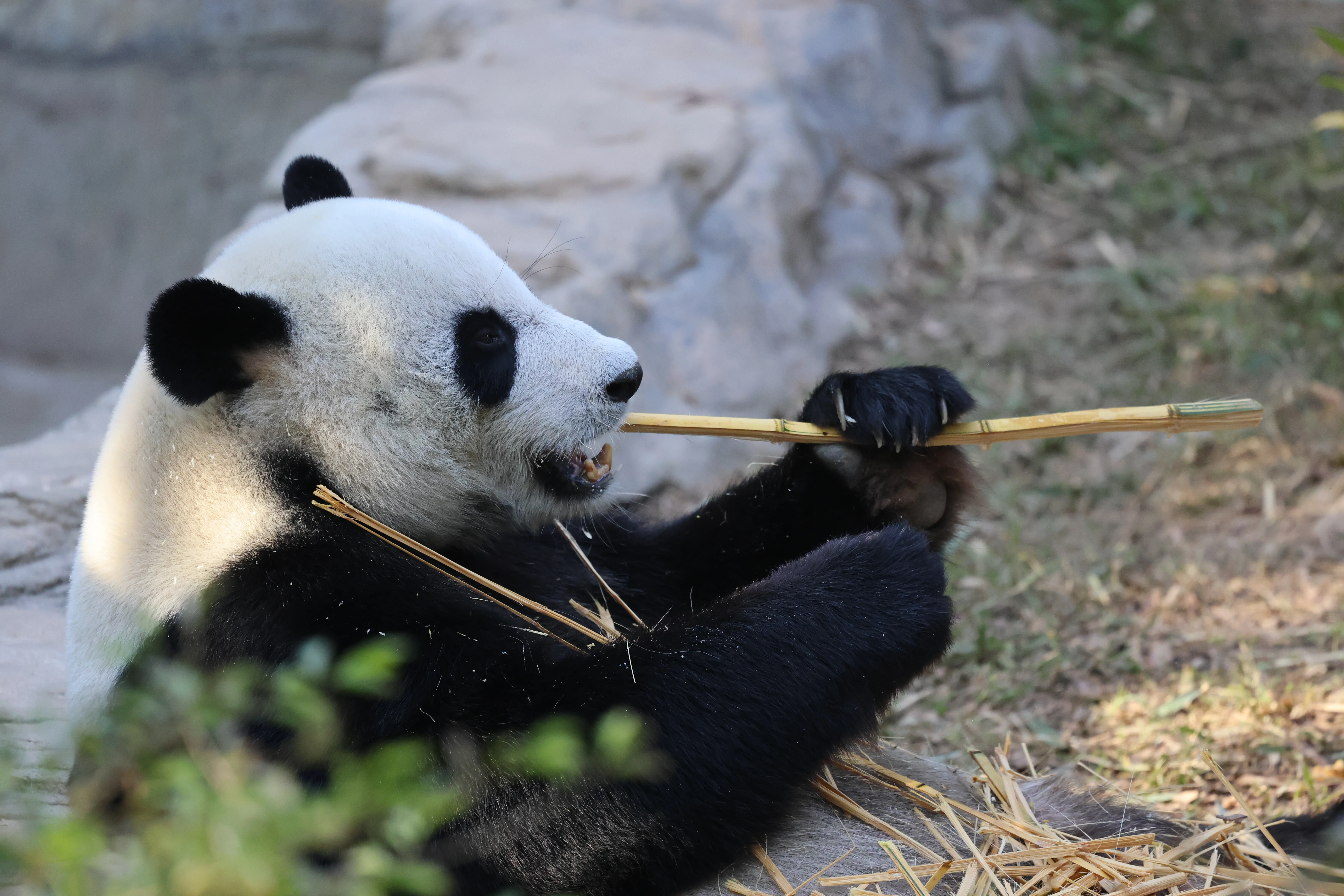 Dongguan Xiangshi Zoo