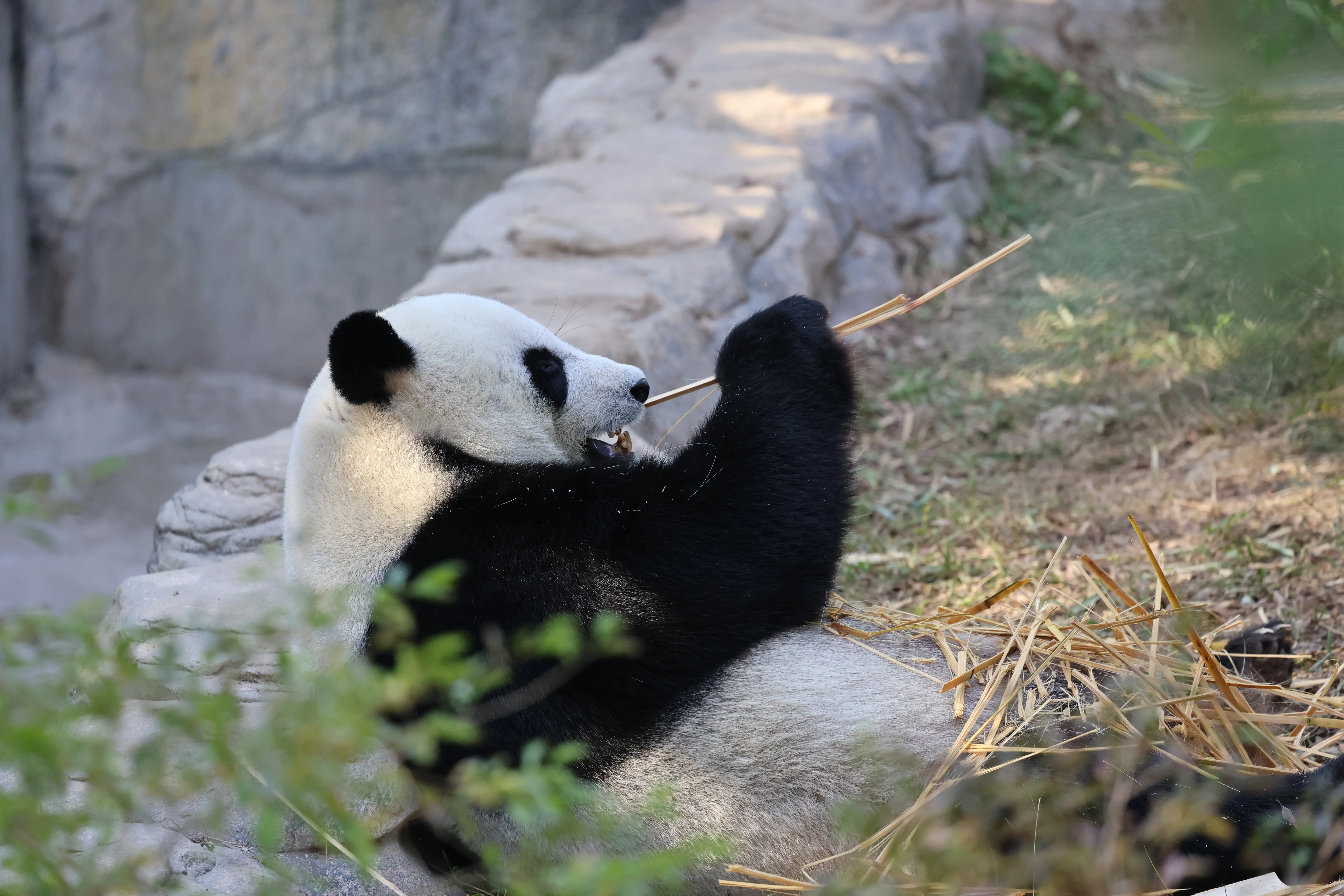 Dongguan Xiangshi Zoo