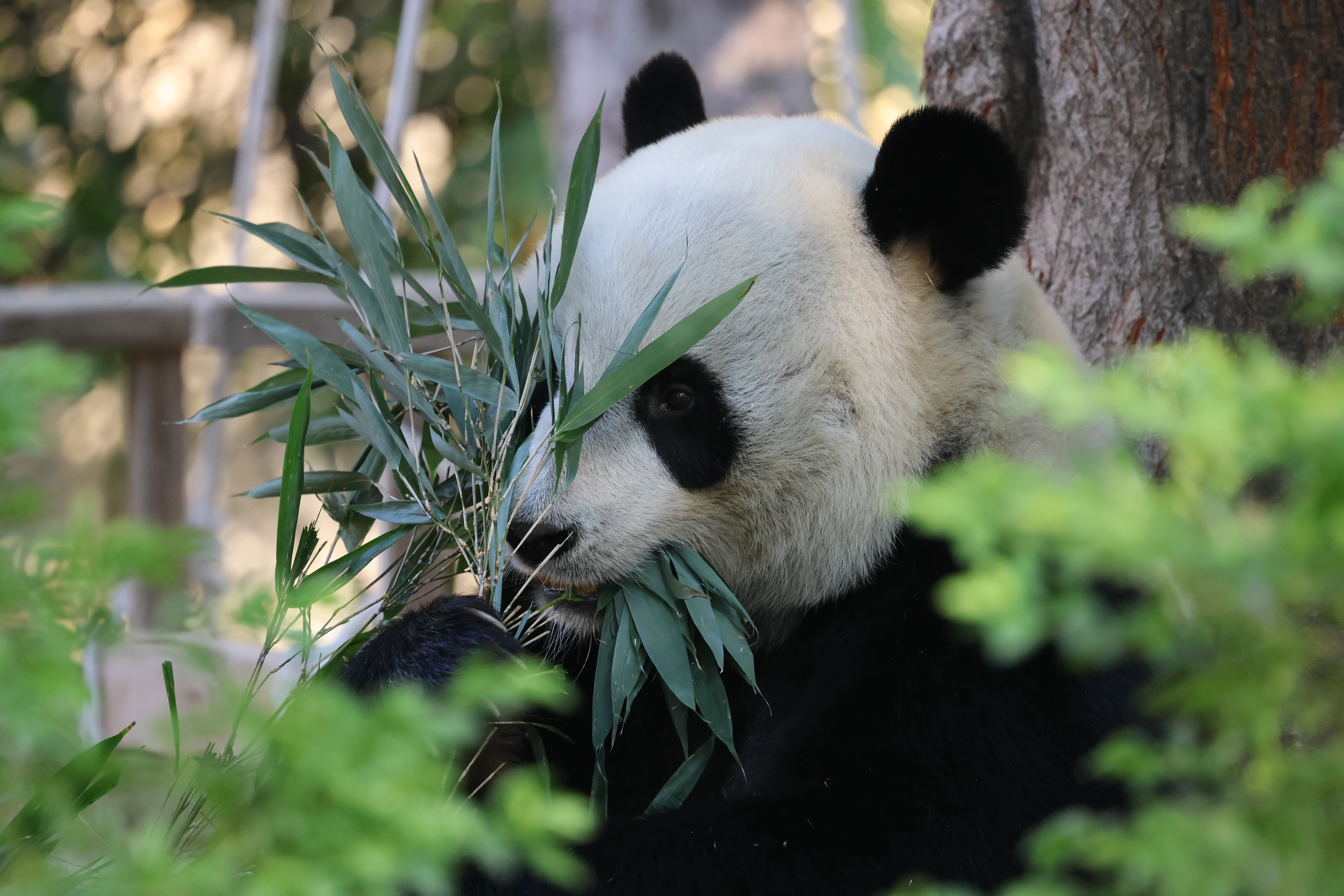 Dongguan Xiangshi Zoo