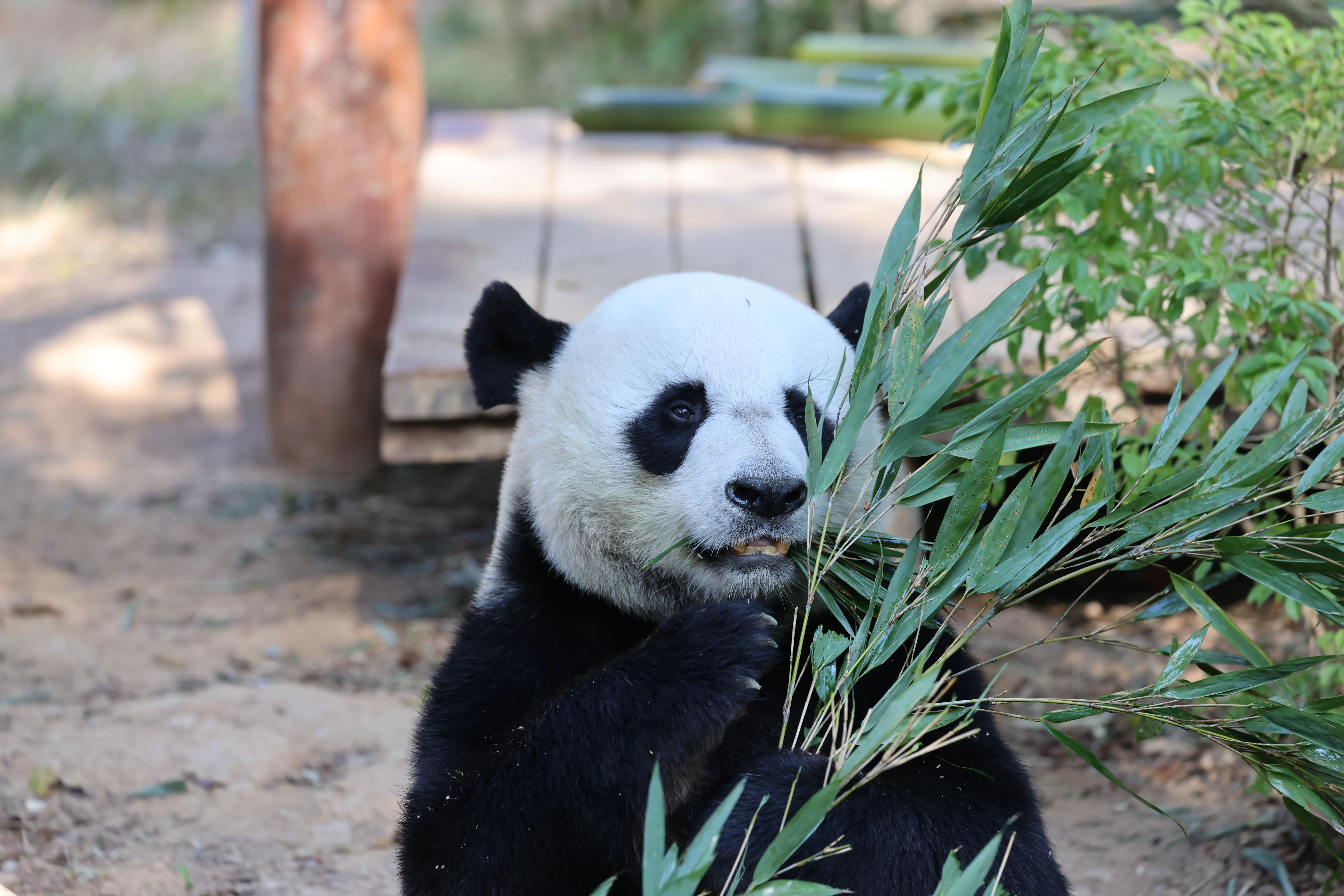 Dongguan Xiangshi Zoo