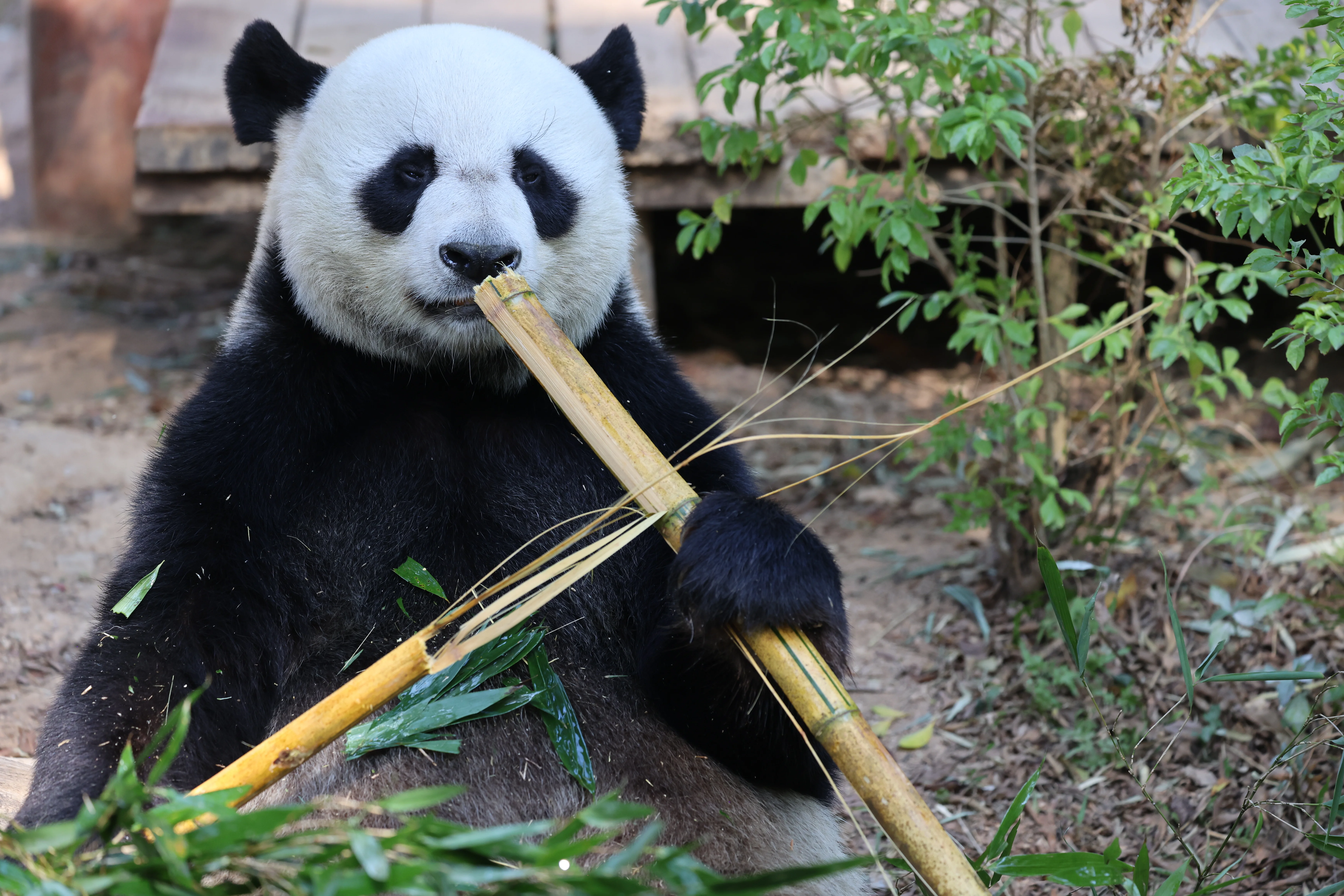 Dongguan Xiangshi Zoo