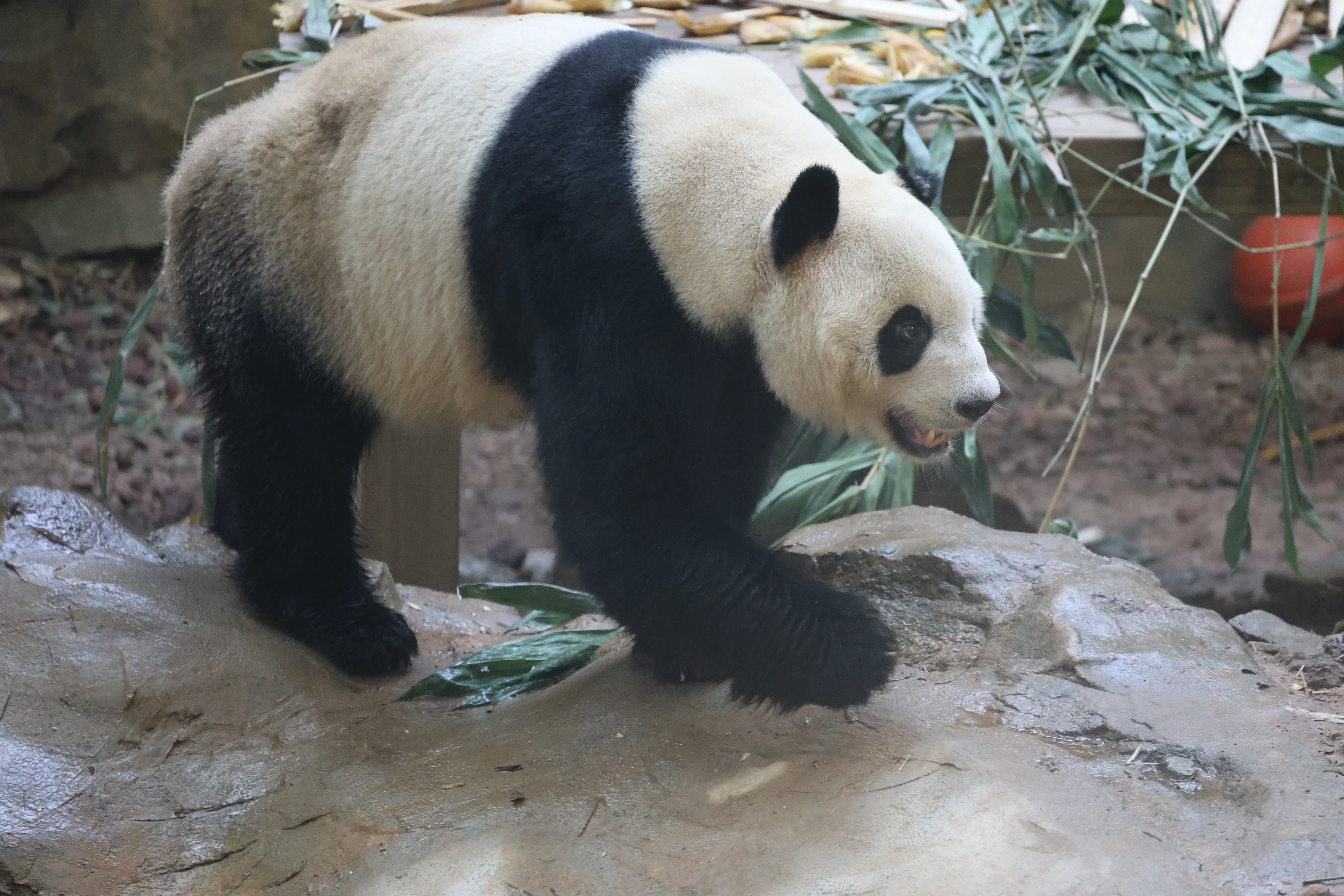 Chimelong Safari Park