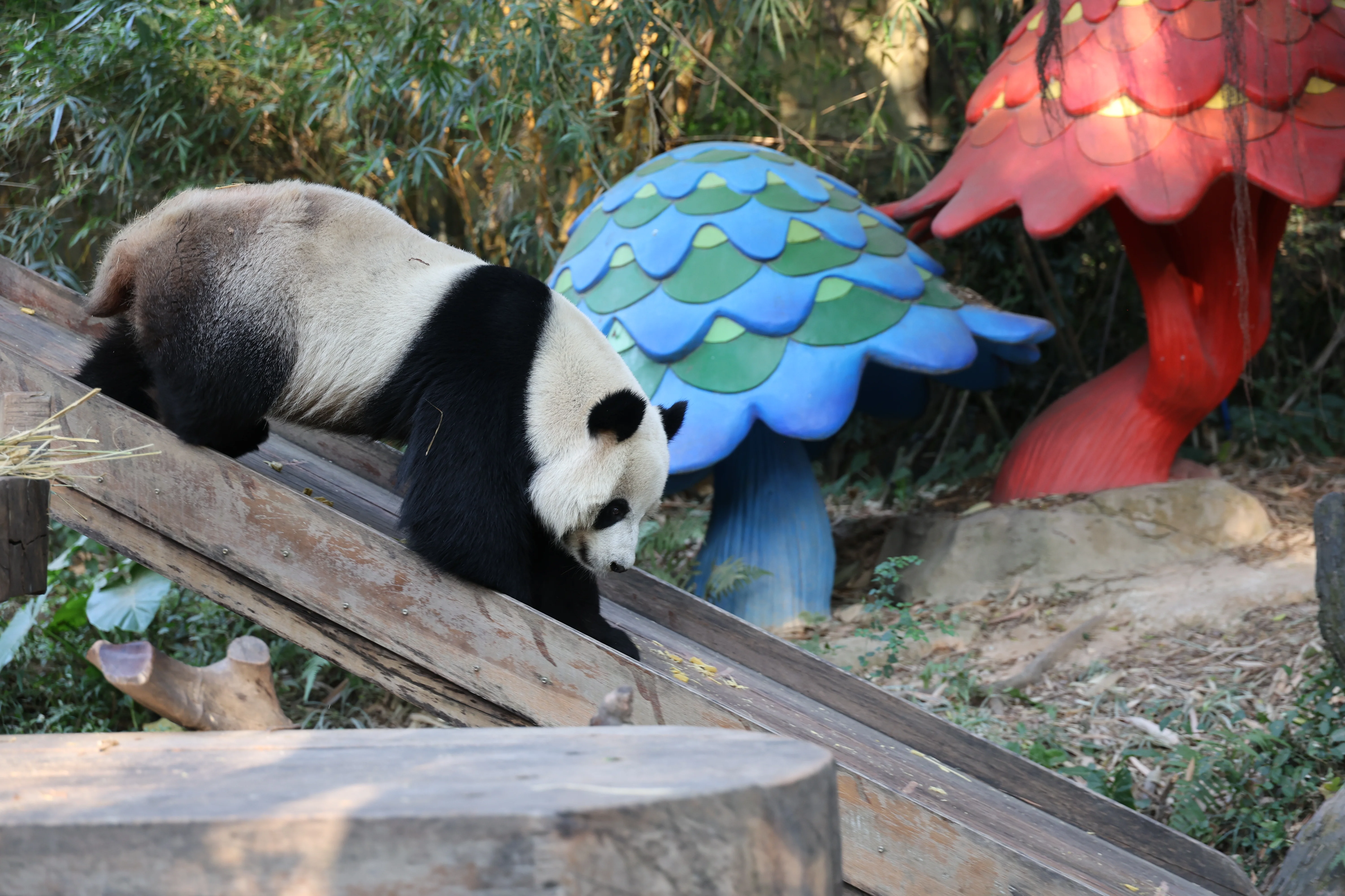 Chimelong Safari Park