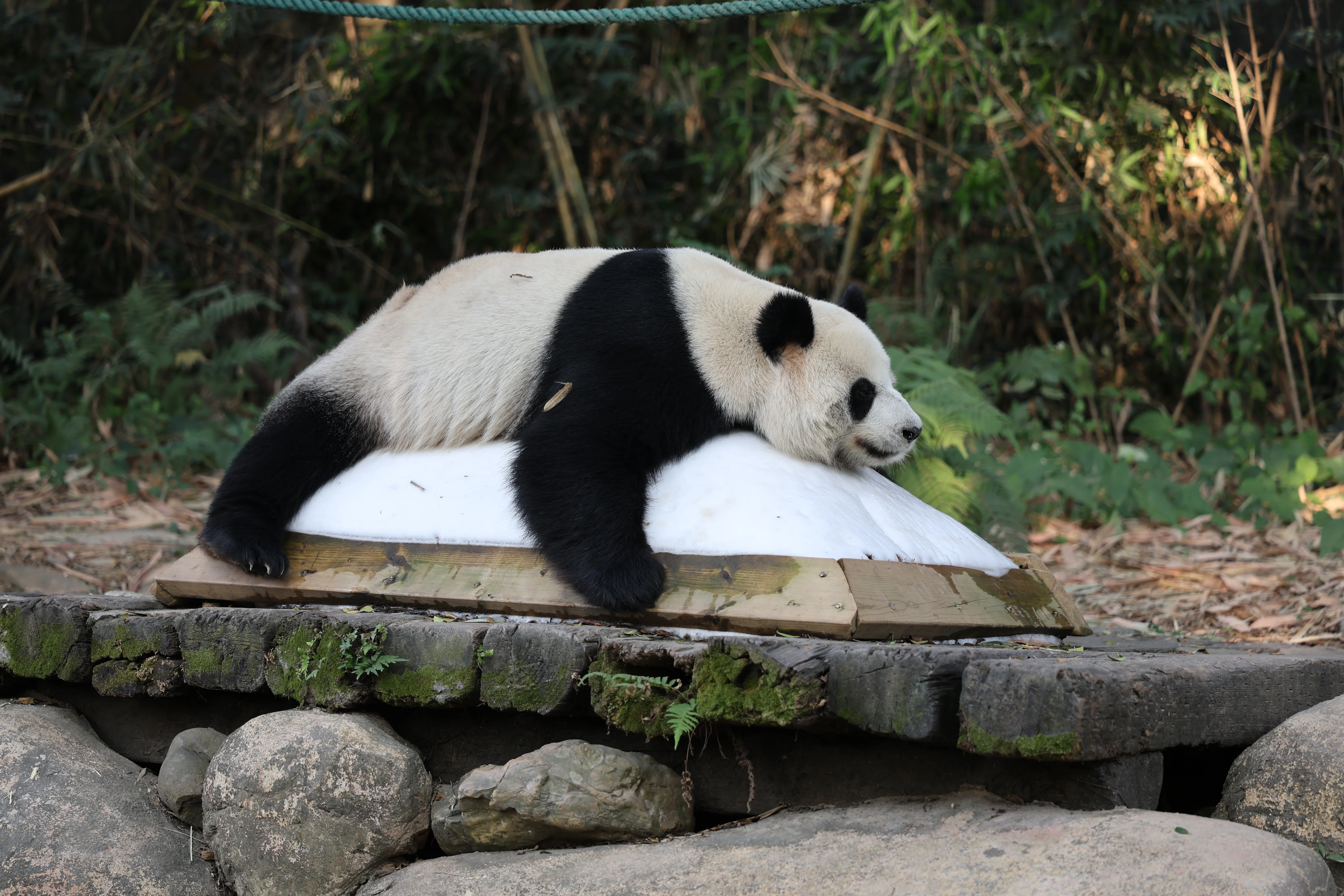 Chimelong Safari Park