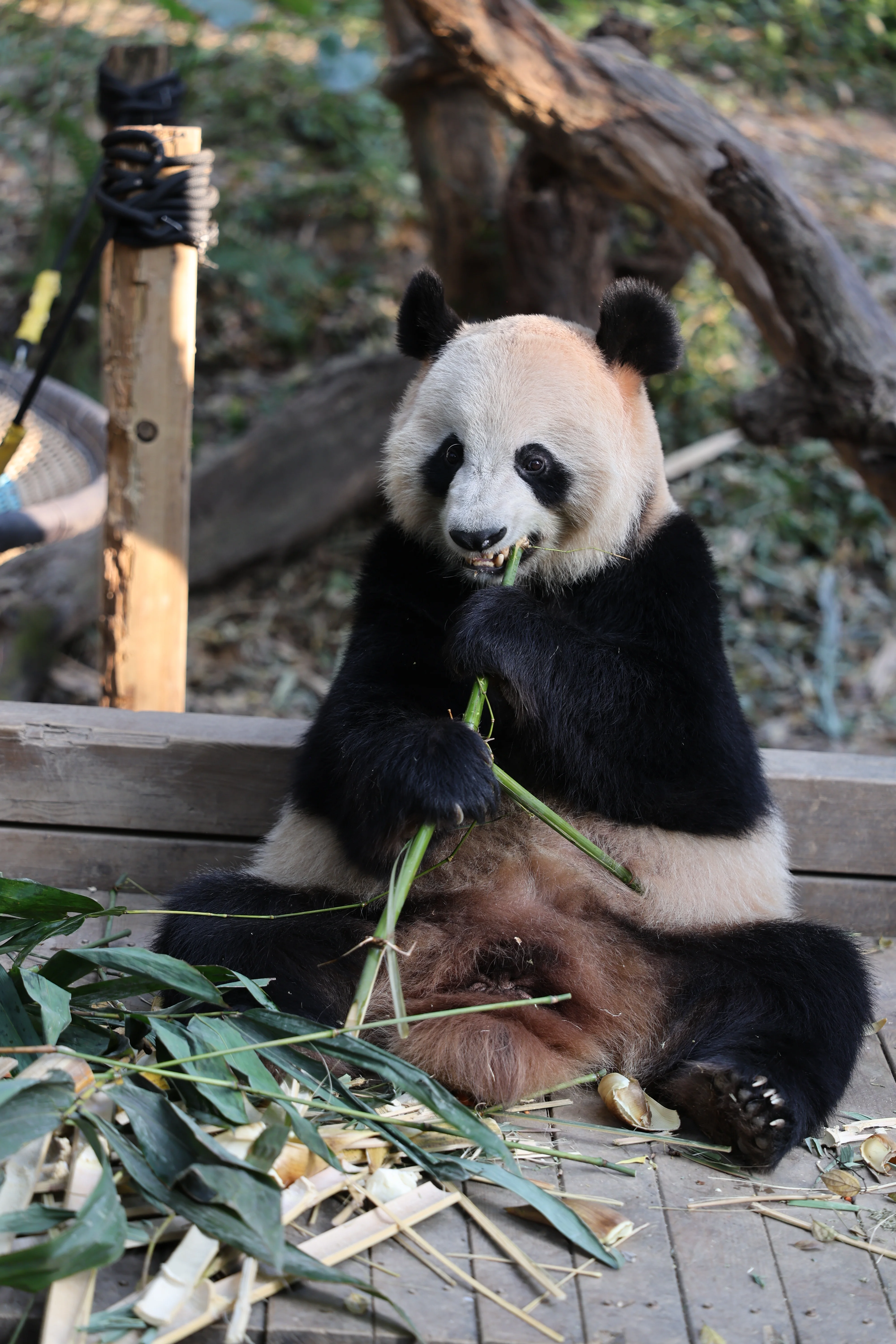 Chimelong Safari Park