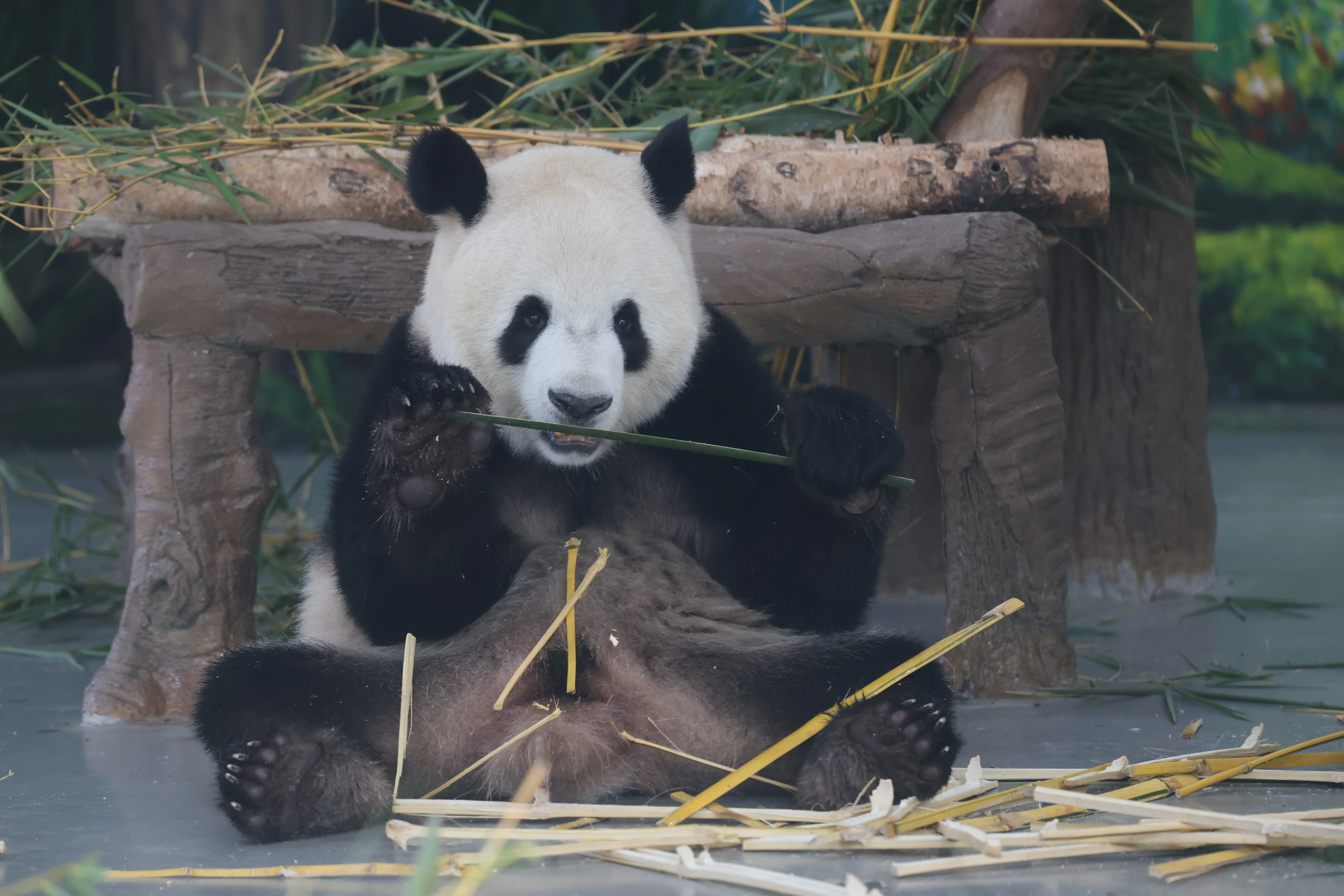 Guangzhou Zoo