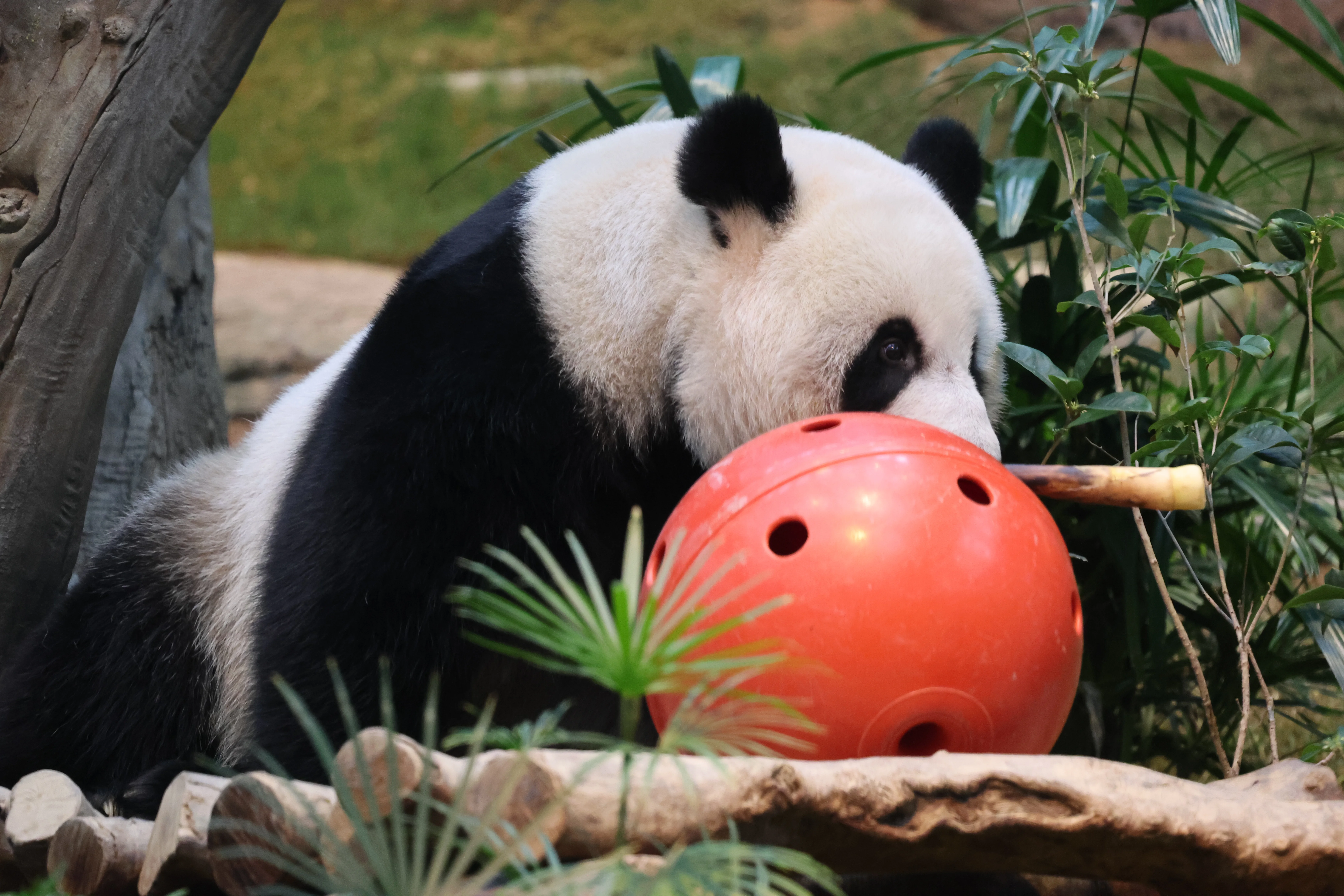 Ocean Park Hong Kong