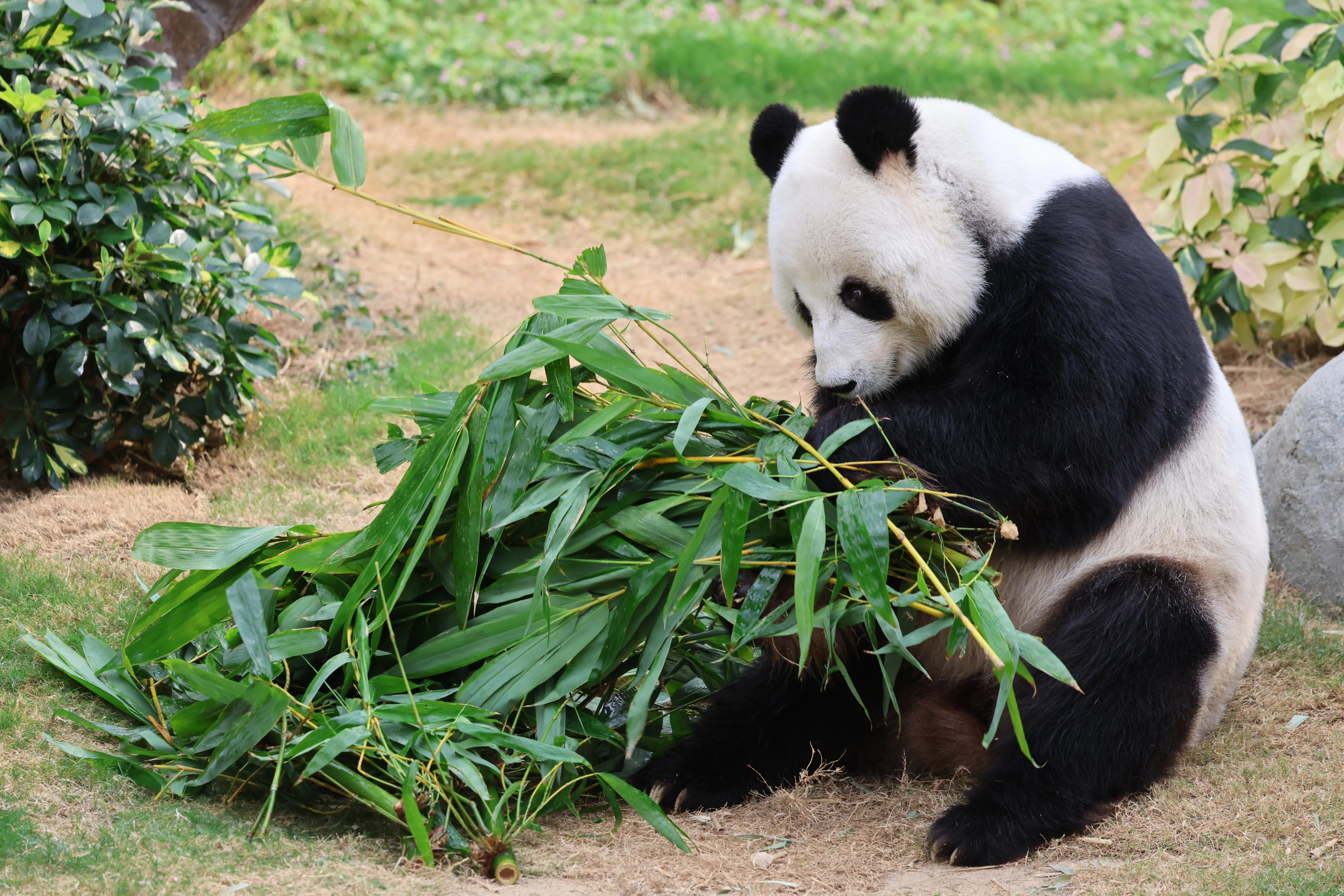 Ocean Park Hong Kong